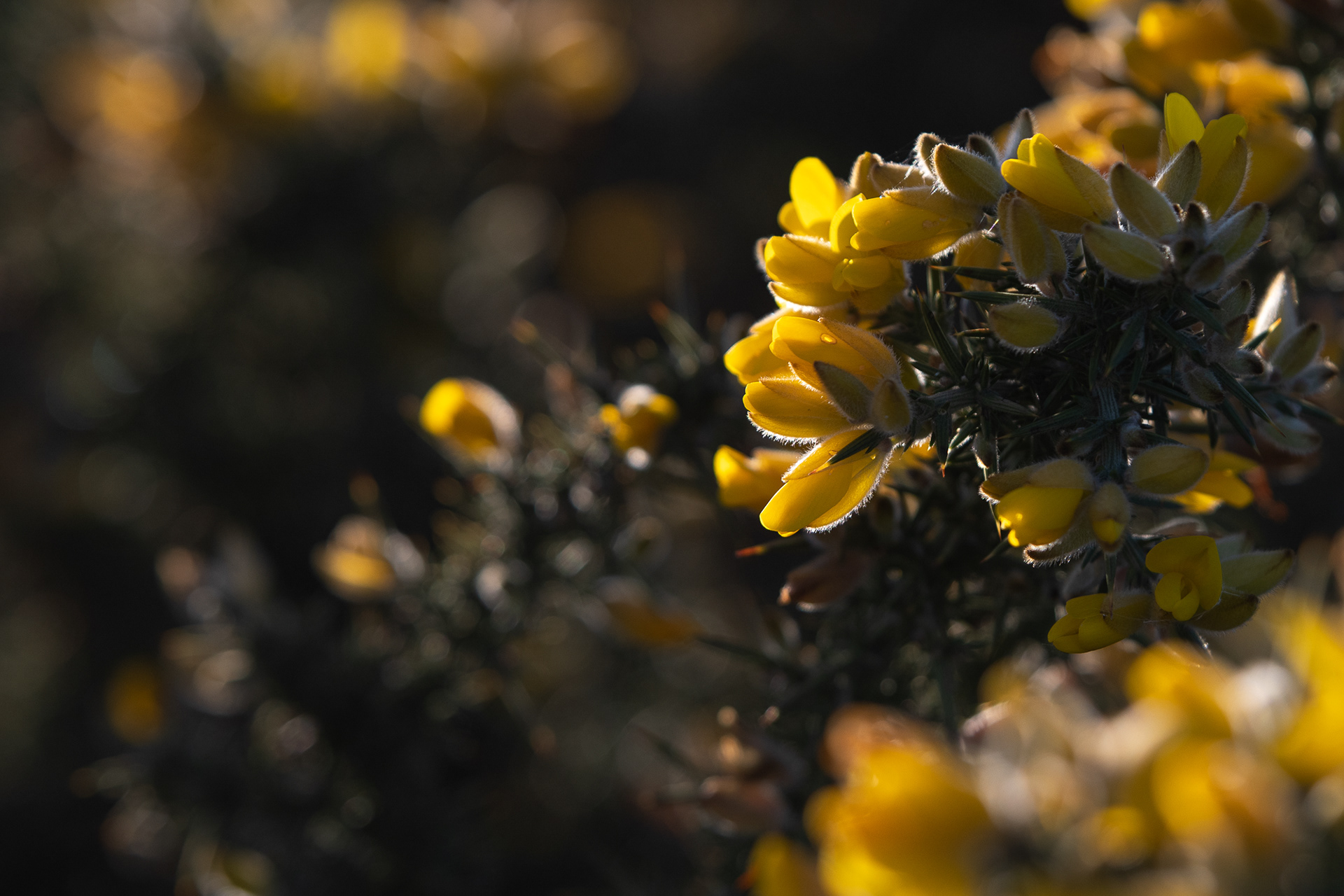 78/365 Gorse bathed in the sunset warmth.
