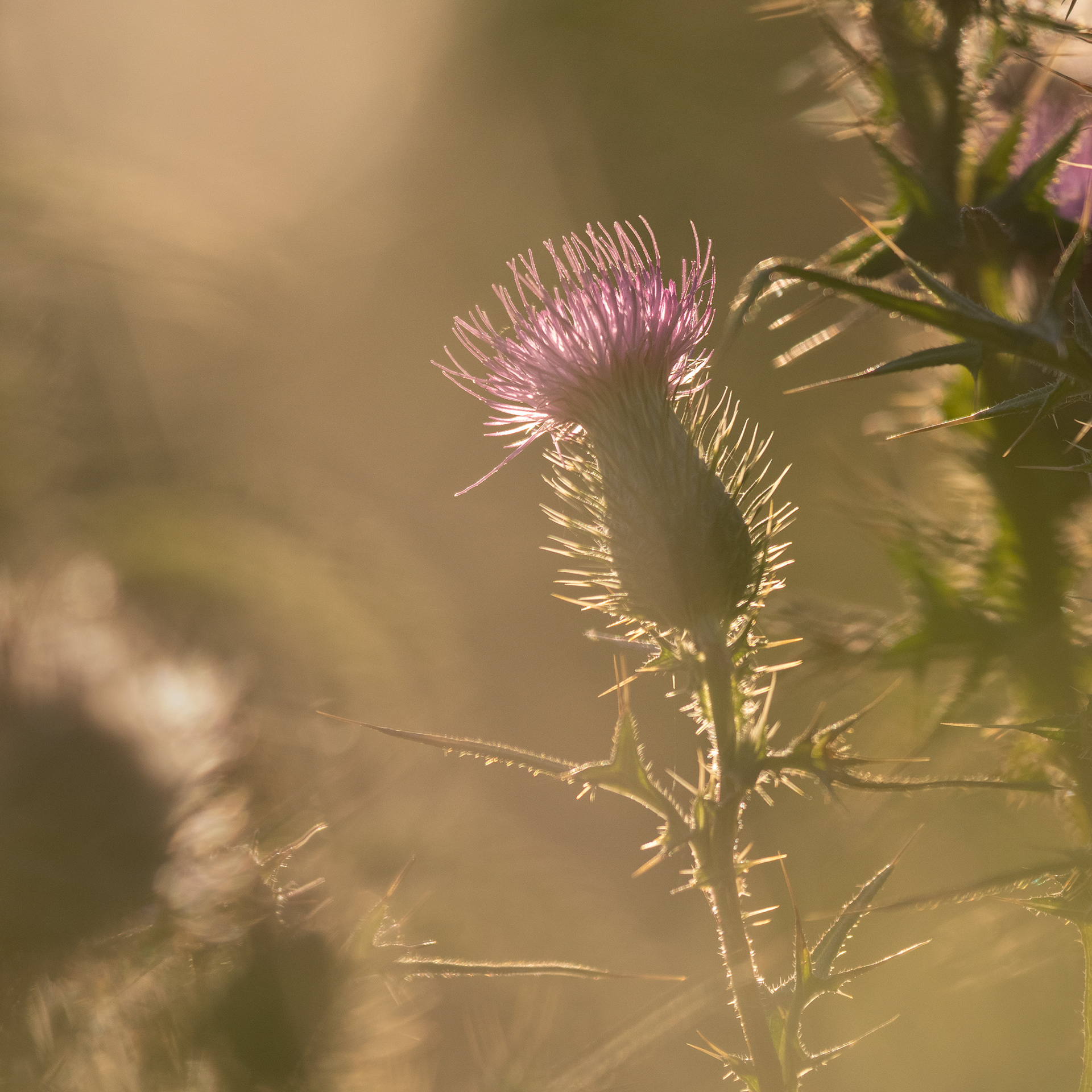 224/365 Thistle.
