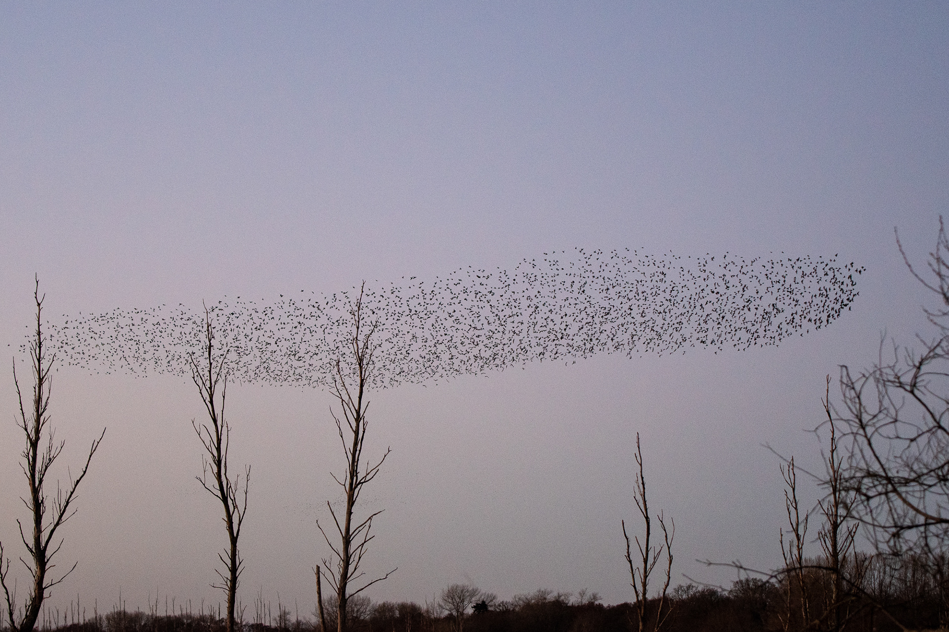 56/365 Mumuration - bigger one this time!