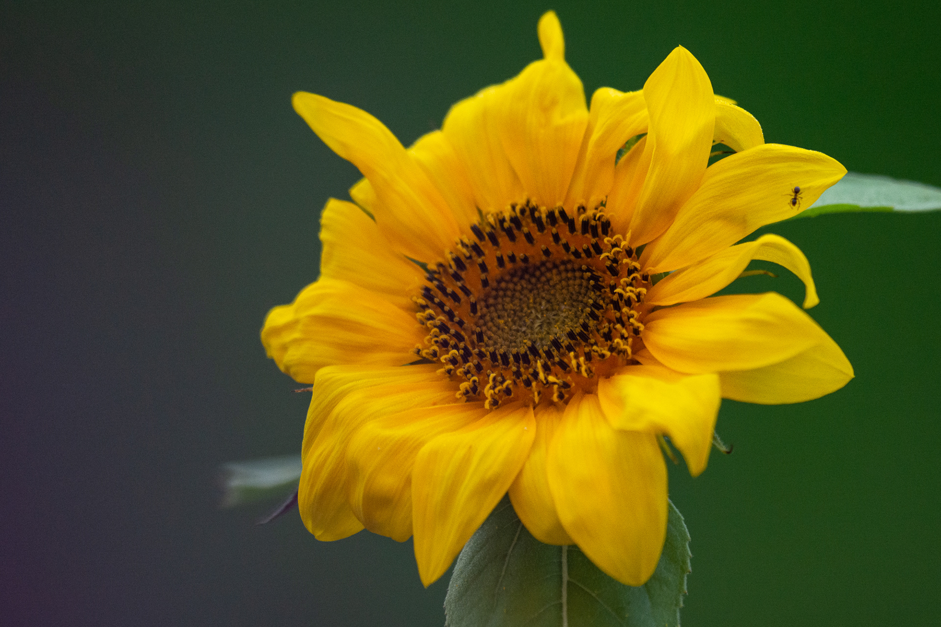 250/365 Sunflower.