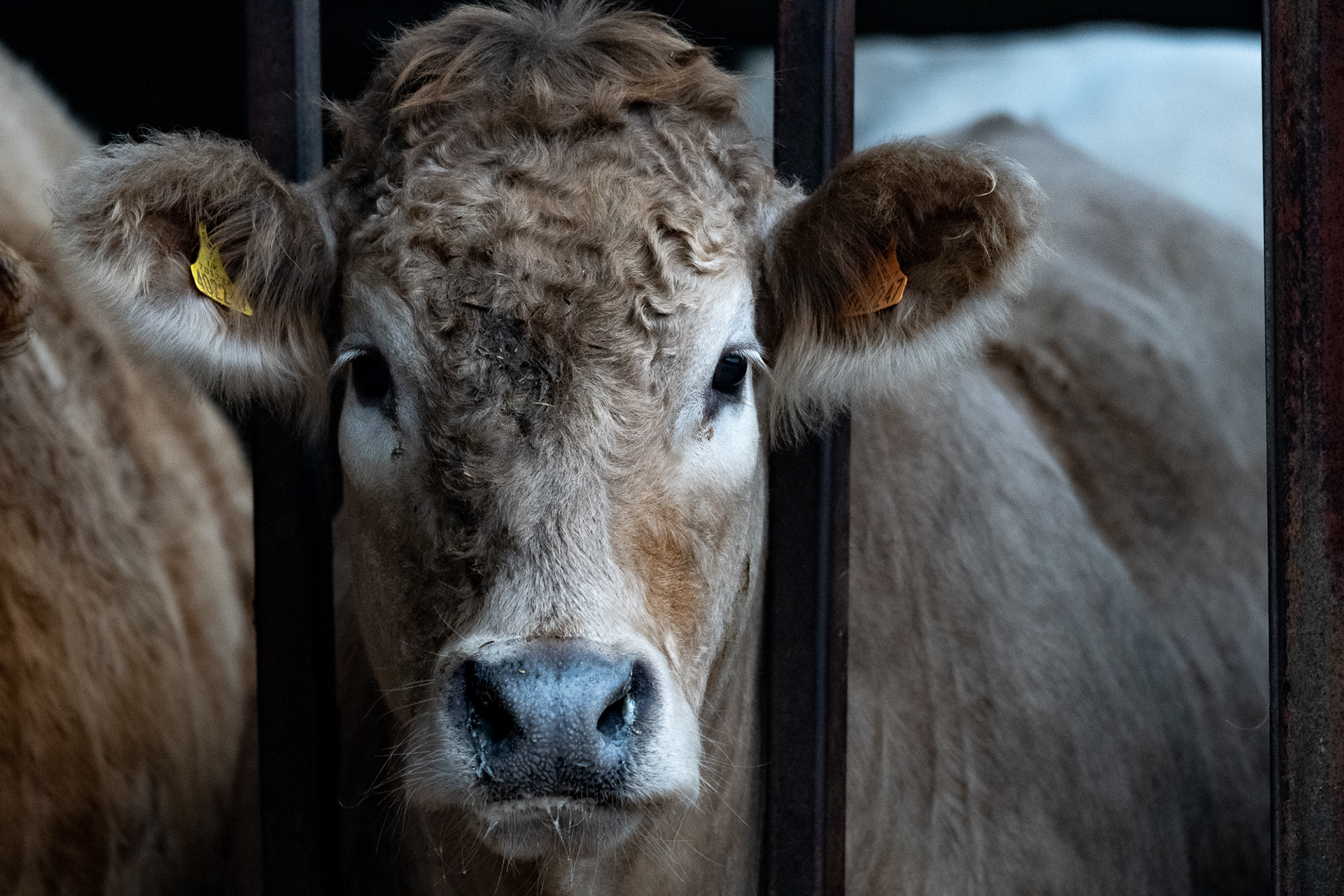 258/365 Cow.