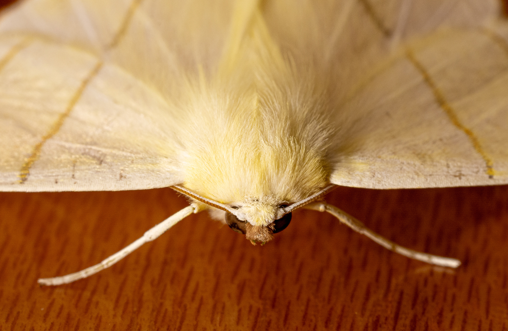 195/365 Yellow moth.