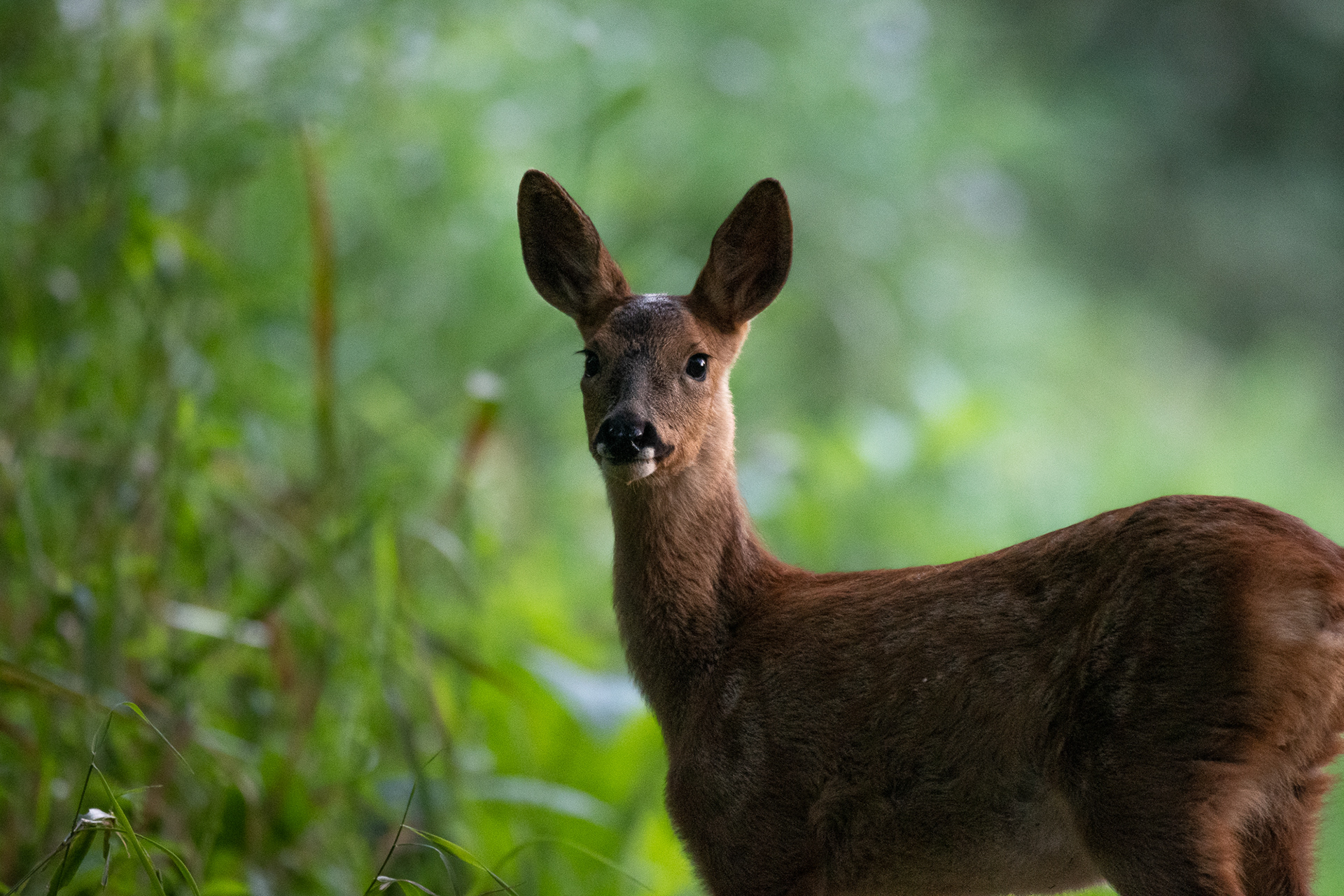 259/365 Deer.