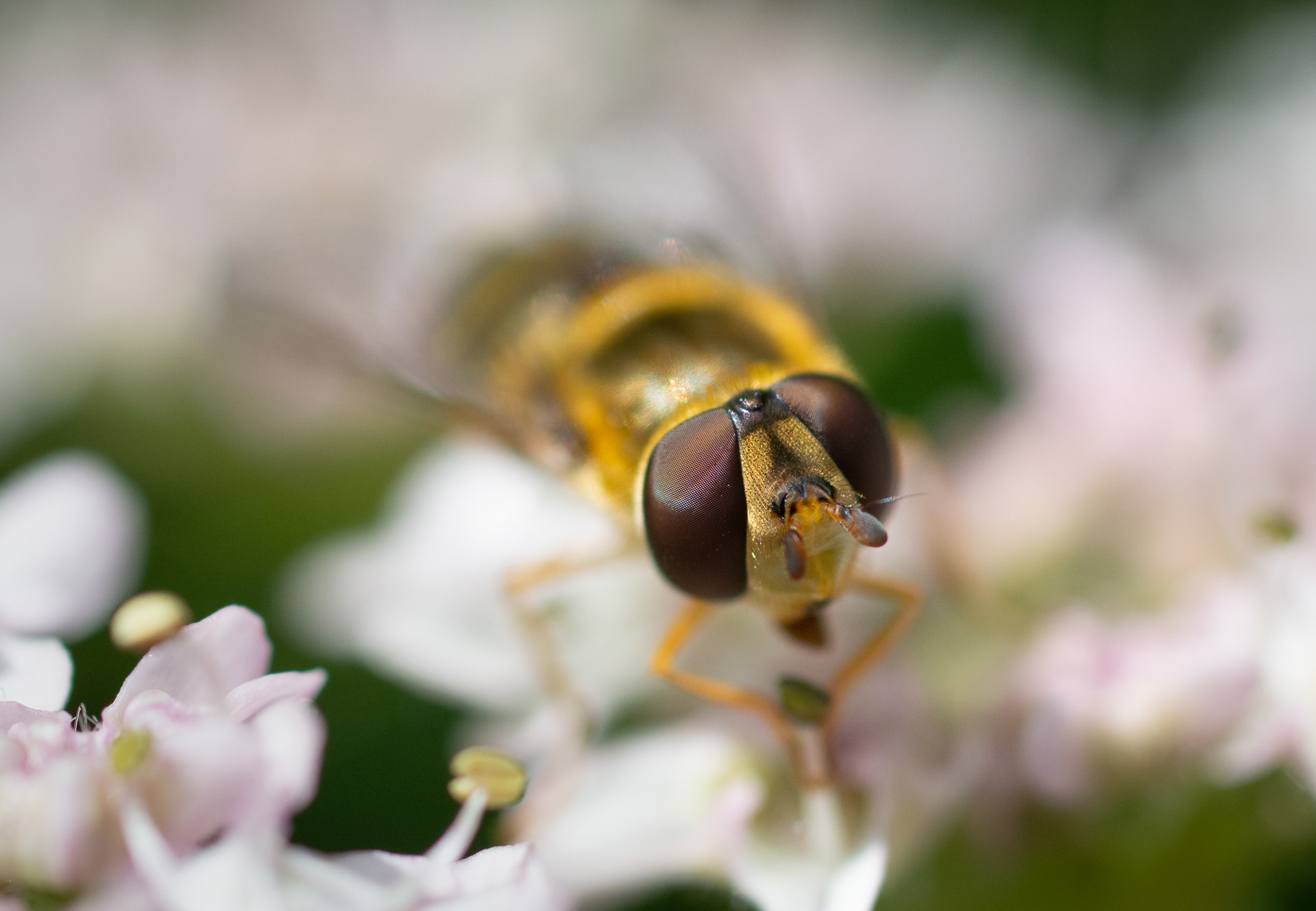 188/365 Hoverfly Karoke!
