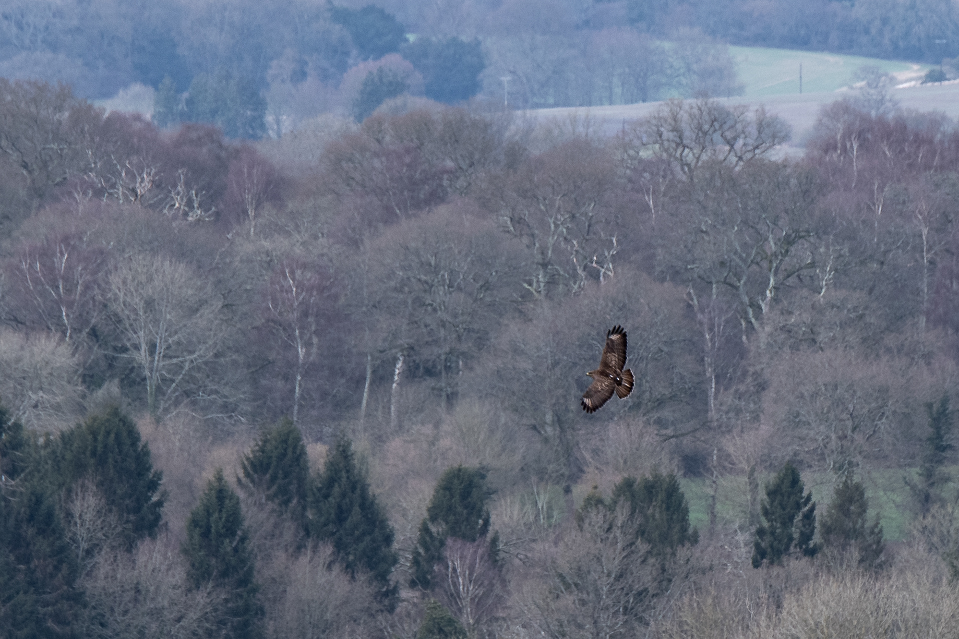 44/365 hunting Buzzard. Was great to see this magnificent beast swoopoing around.