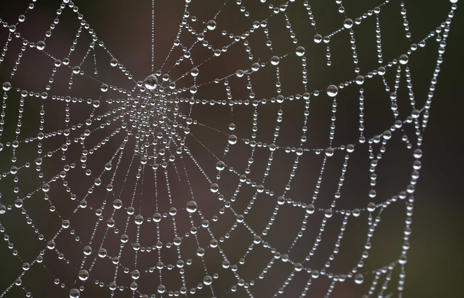 109/365 Soggy web.