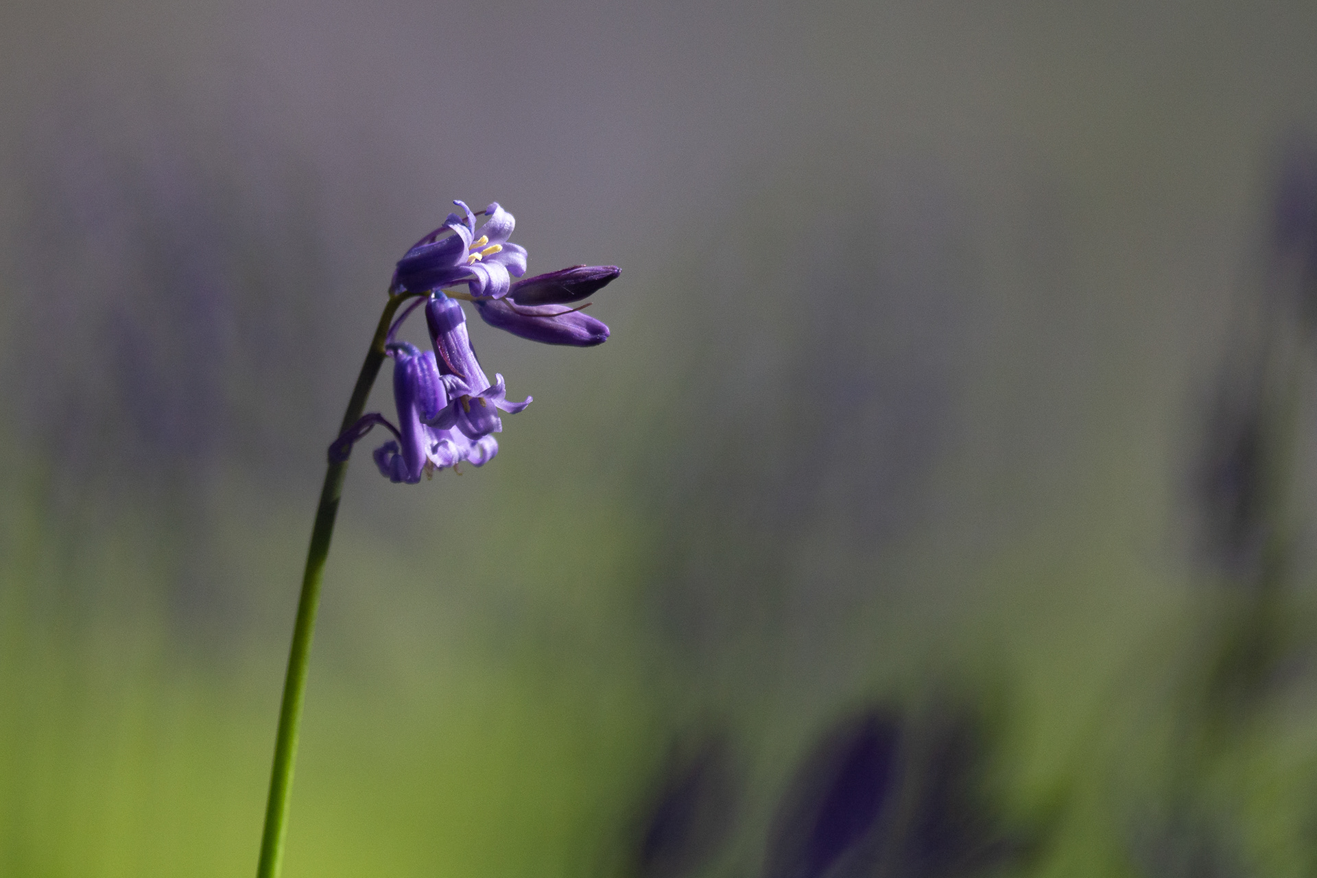 115/365 Bluebell in the wood.
