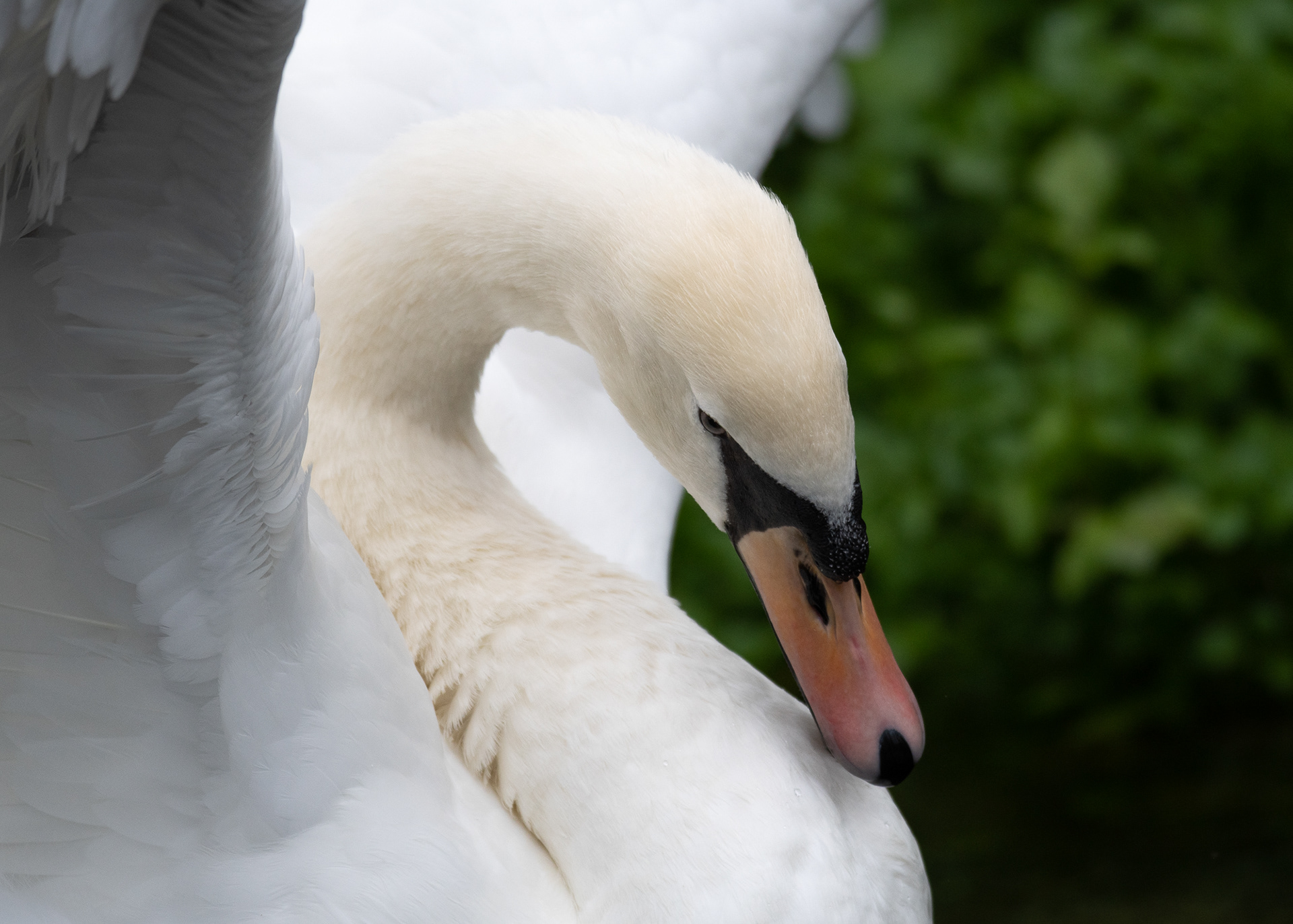242/365 Swan.