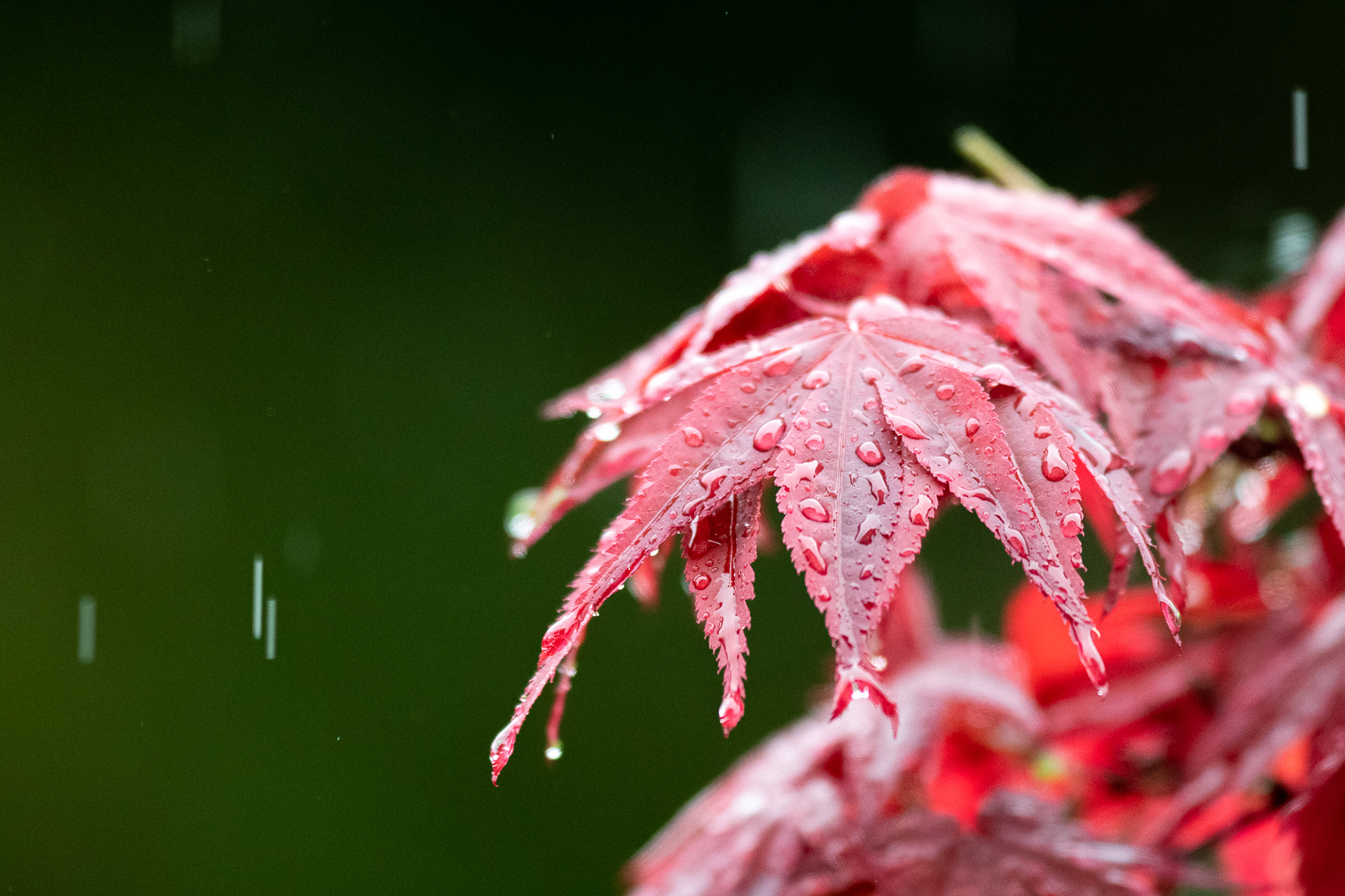 136/365 Acer in the rain