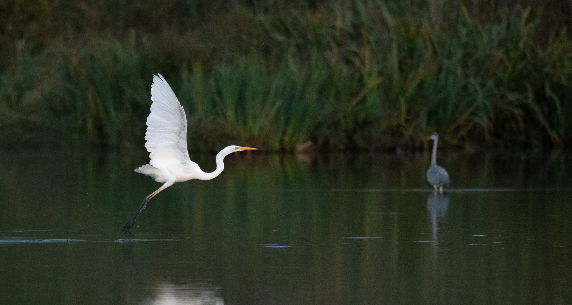 266/365 Great white egret and heron.