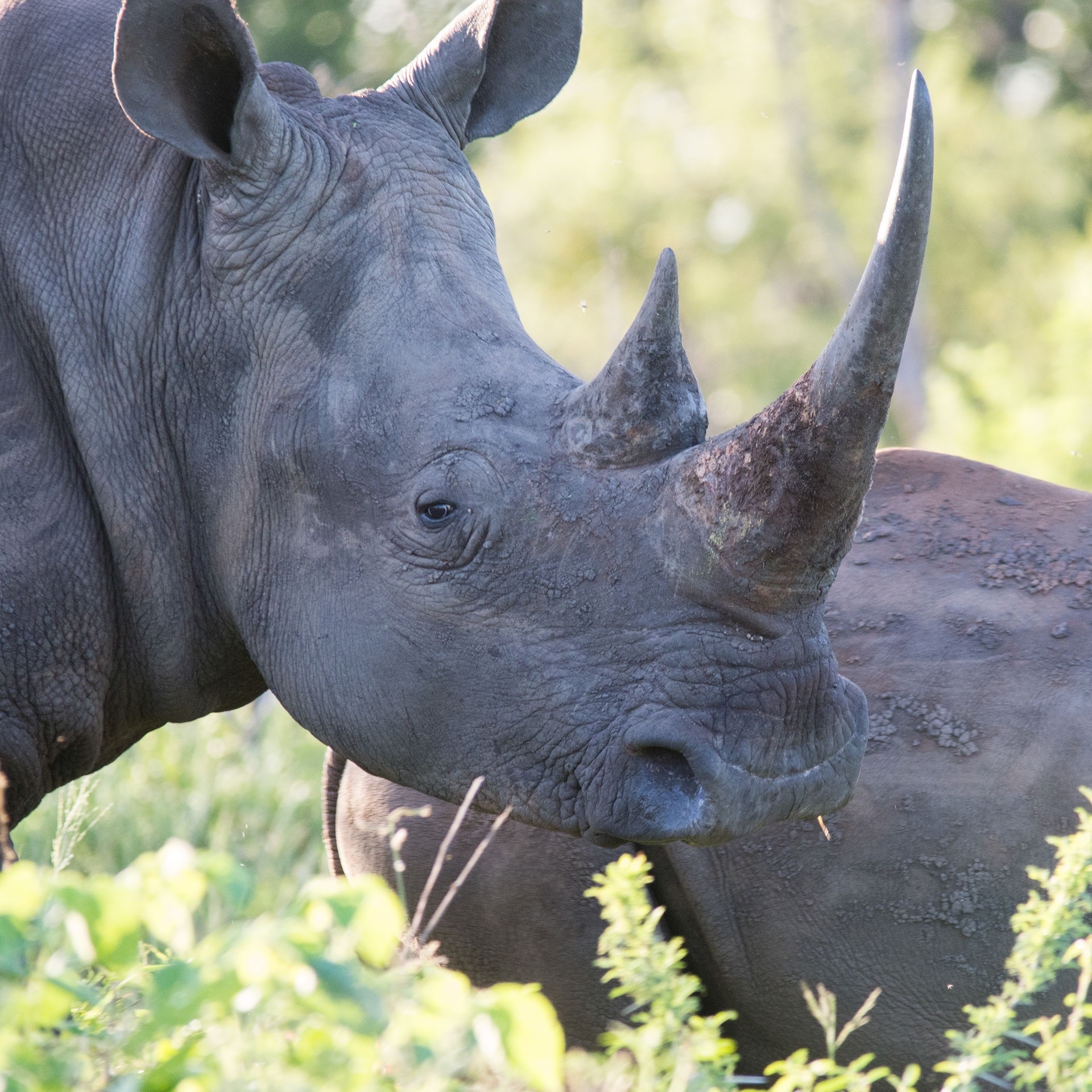 There is something wonderful about the prehistoric nature of these magnificent beast. In the early morning light they are majestic creatures.