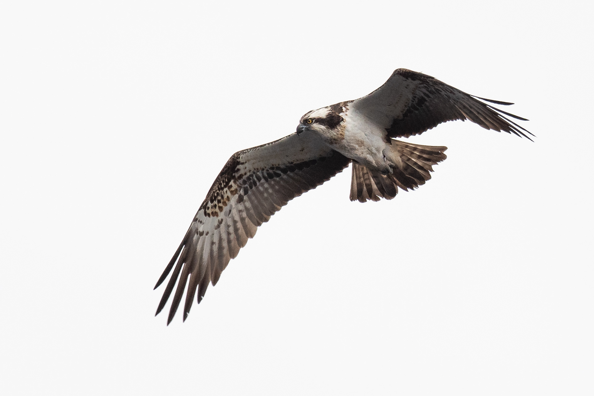 122/365 Osprey. So pleased to find this magnificent beast.