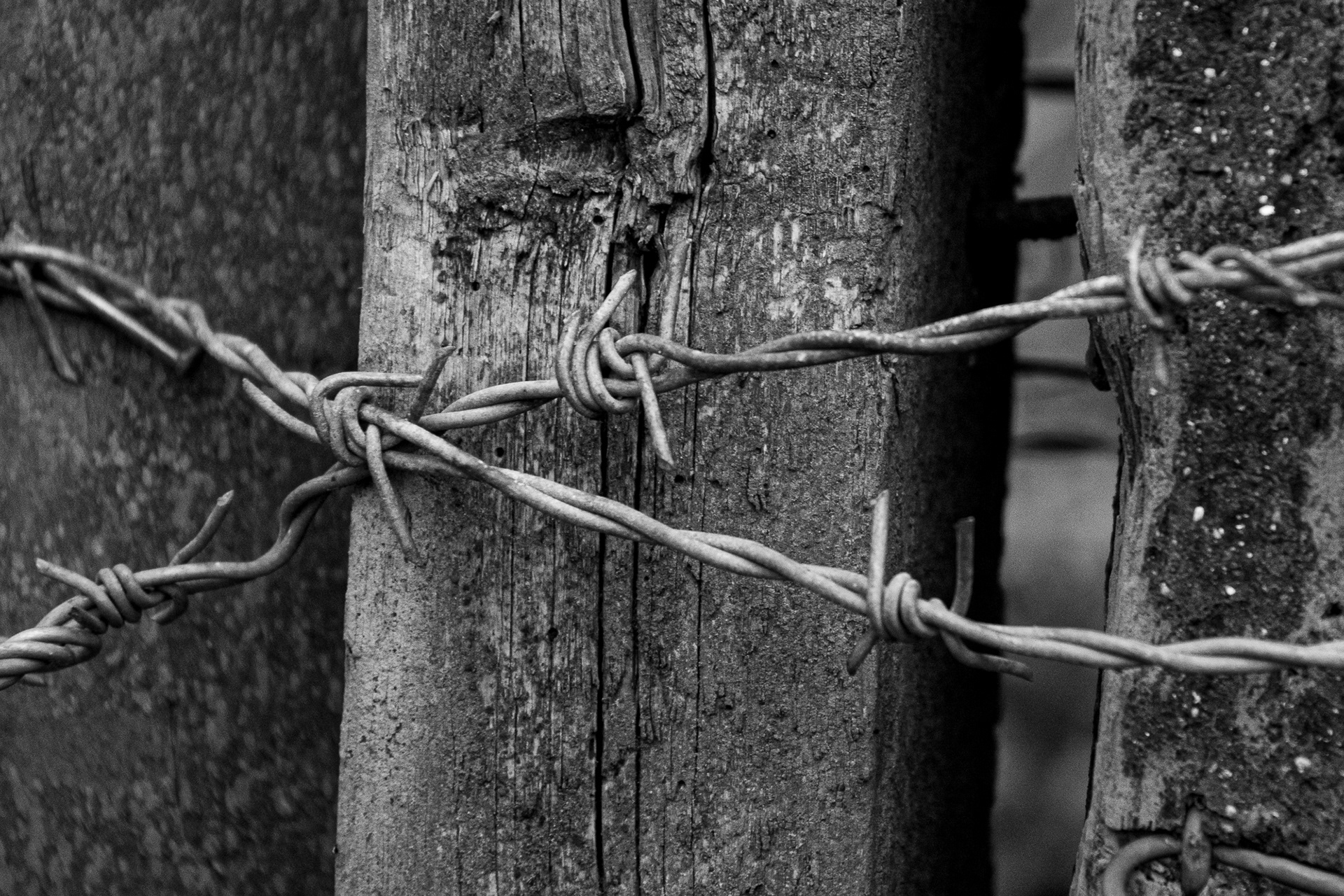 46/365 Barbed - took a little stroll on my way back from the lab in N Badassley!