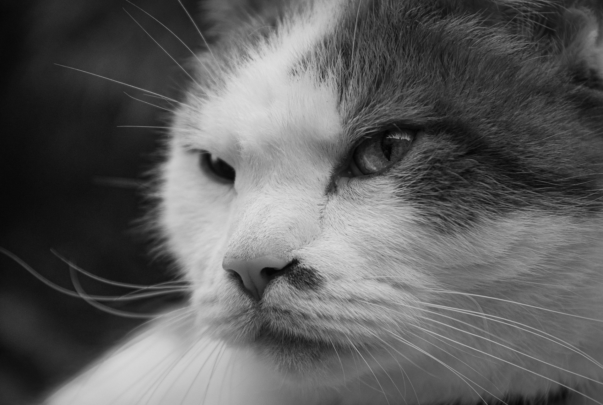 200/365 The legend that was Marbles.