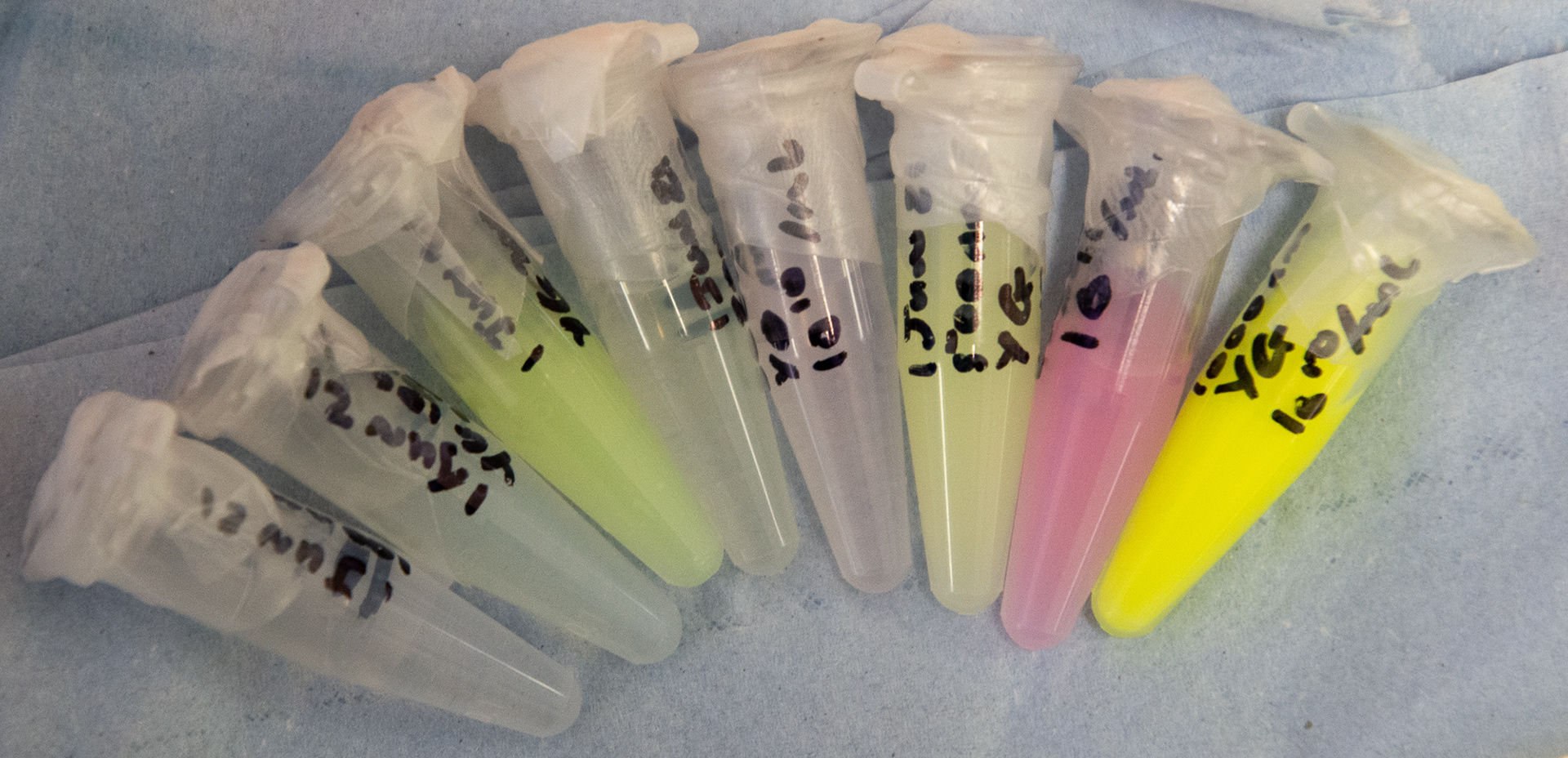 153/365 Posting fluorescent samples.
