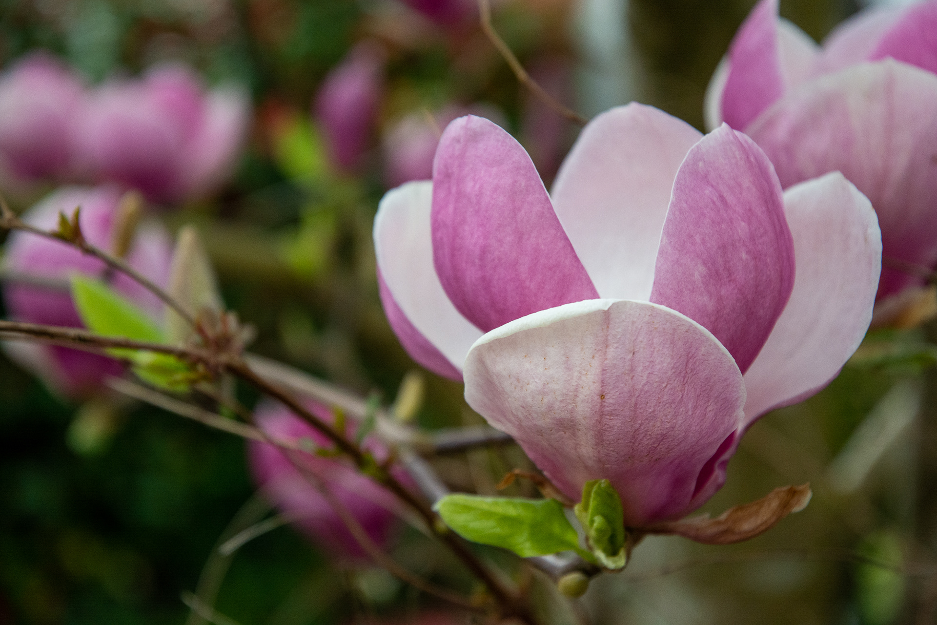 90/365 Magnolia blossom.