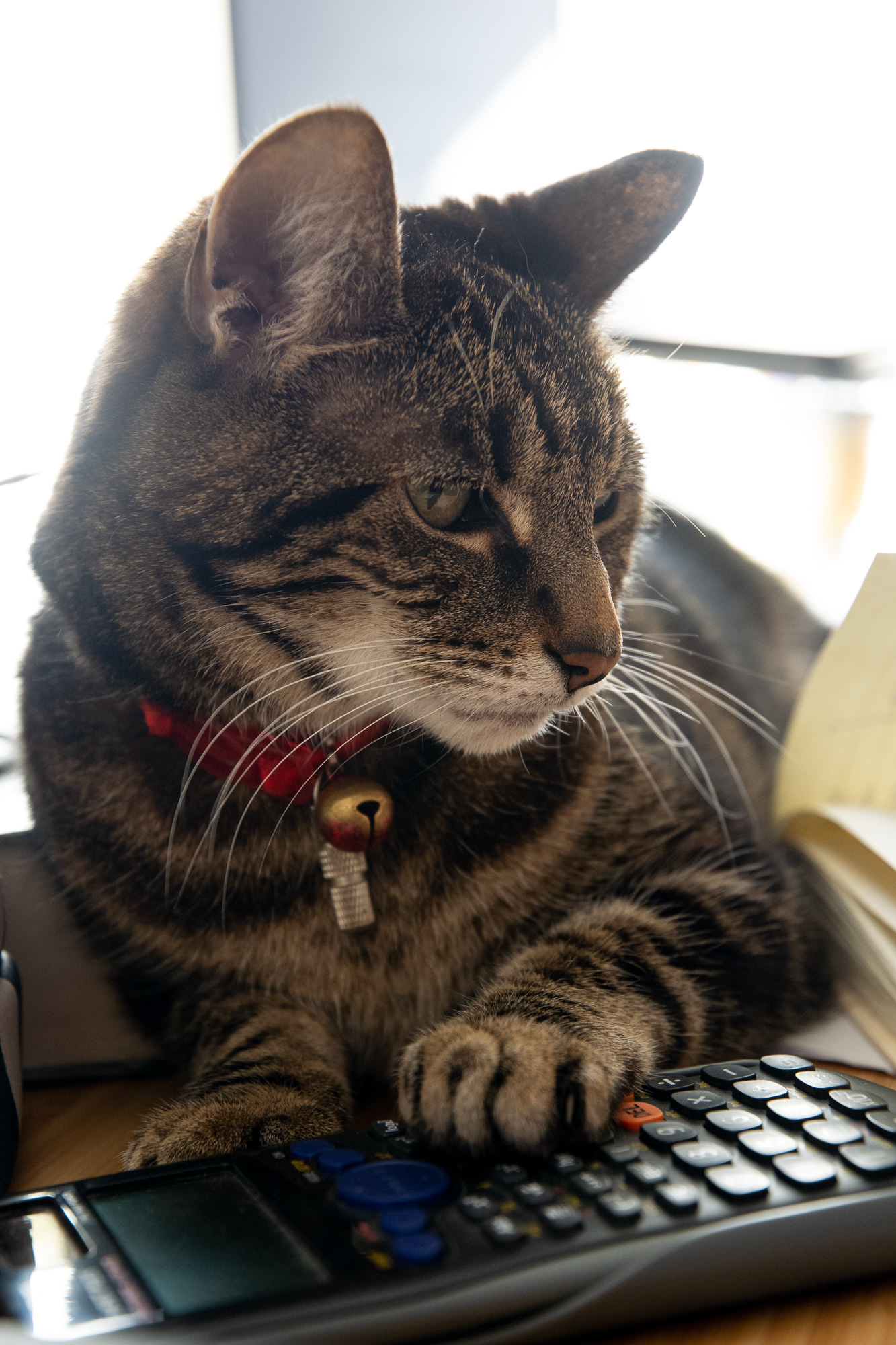 89/365 Penny from finance. She's been busy costing fellowships recently!