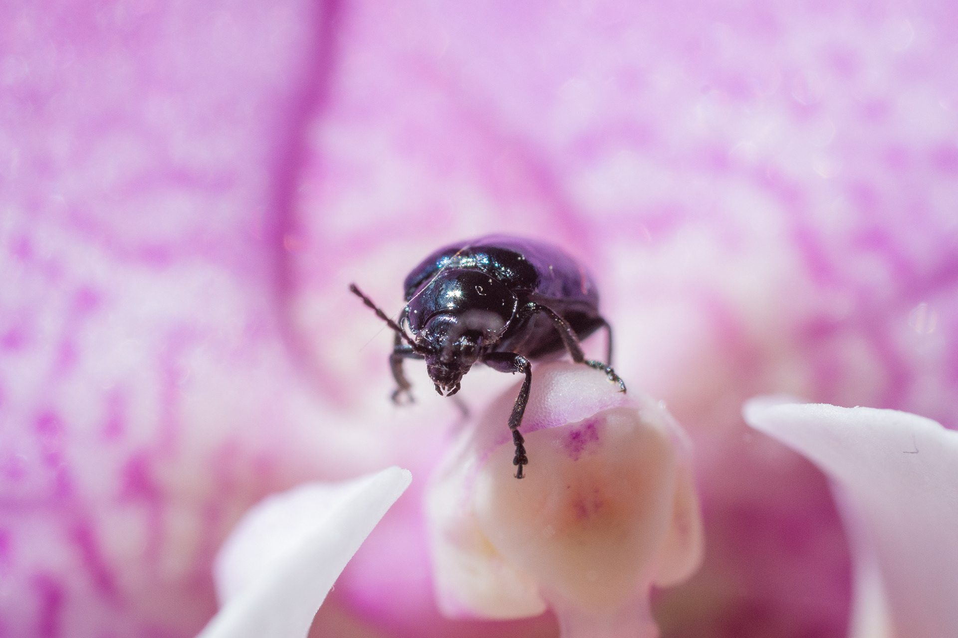 158/365 Beetle on an orchid... Macro still tricky!