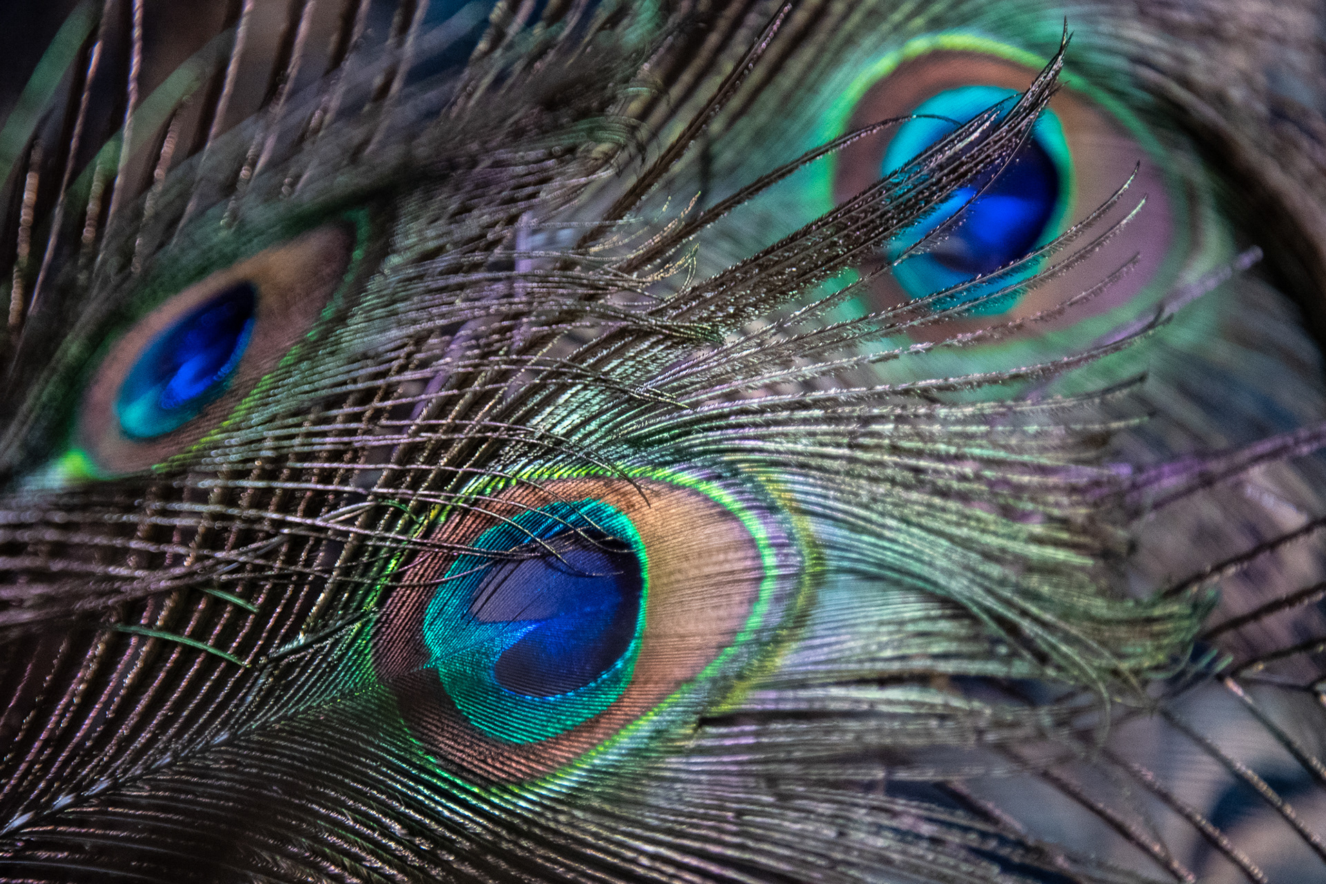 205/365 Peacock feathers.