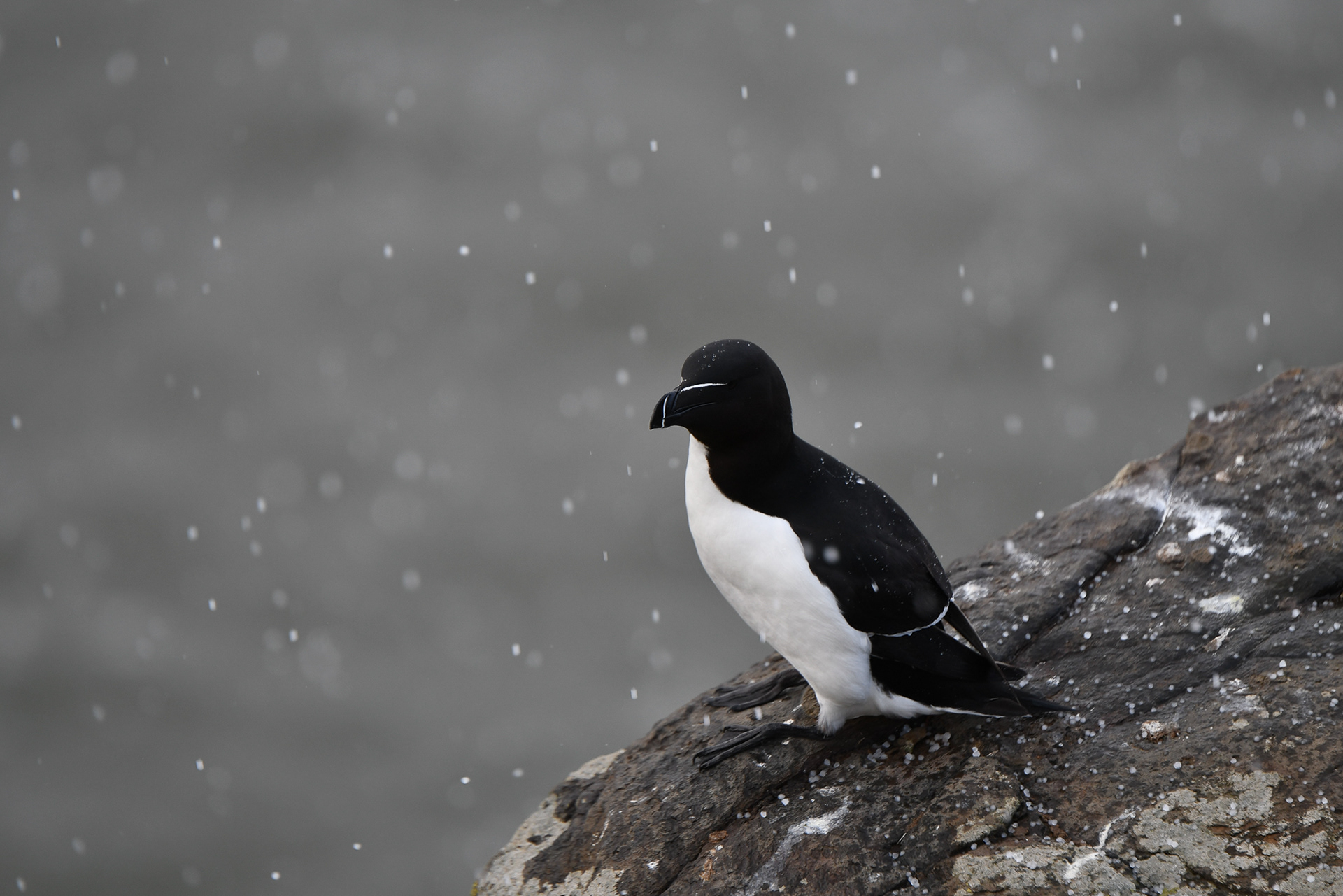 126. Bonus razorbill!