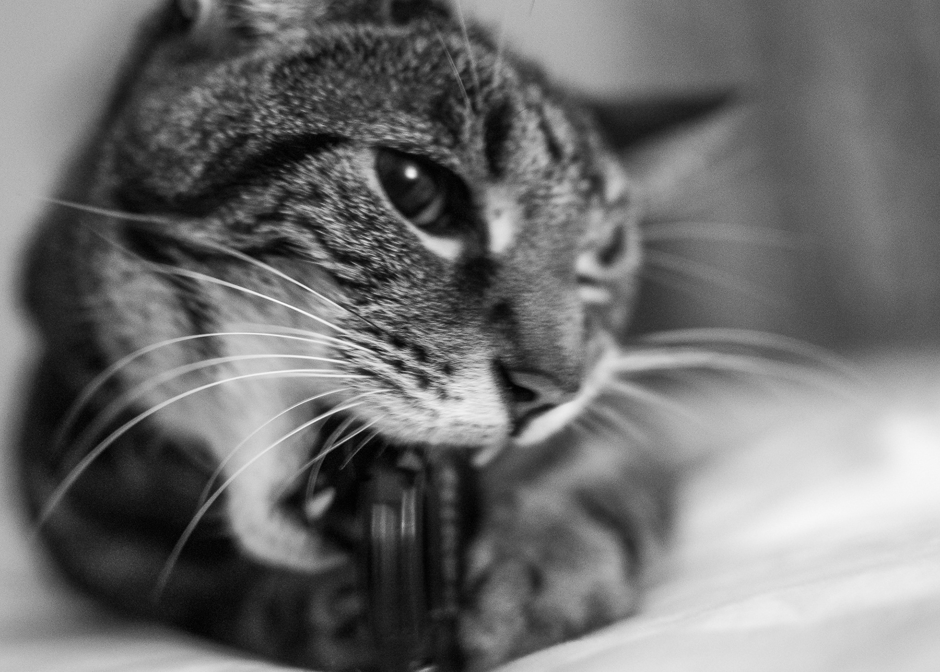 183/365 Penny helping with photography.