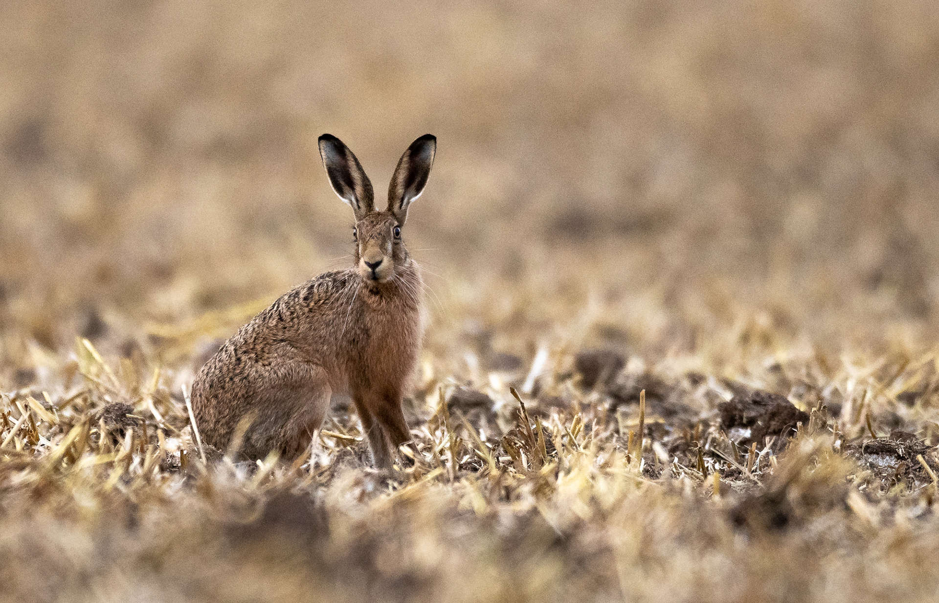 210/365 Hare!