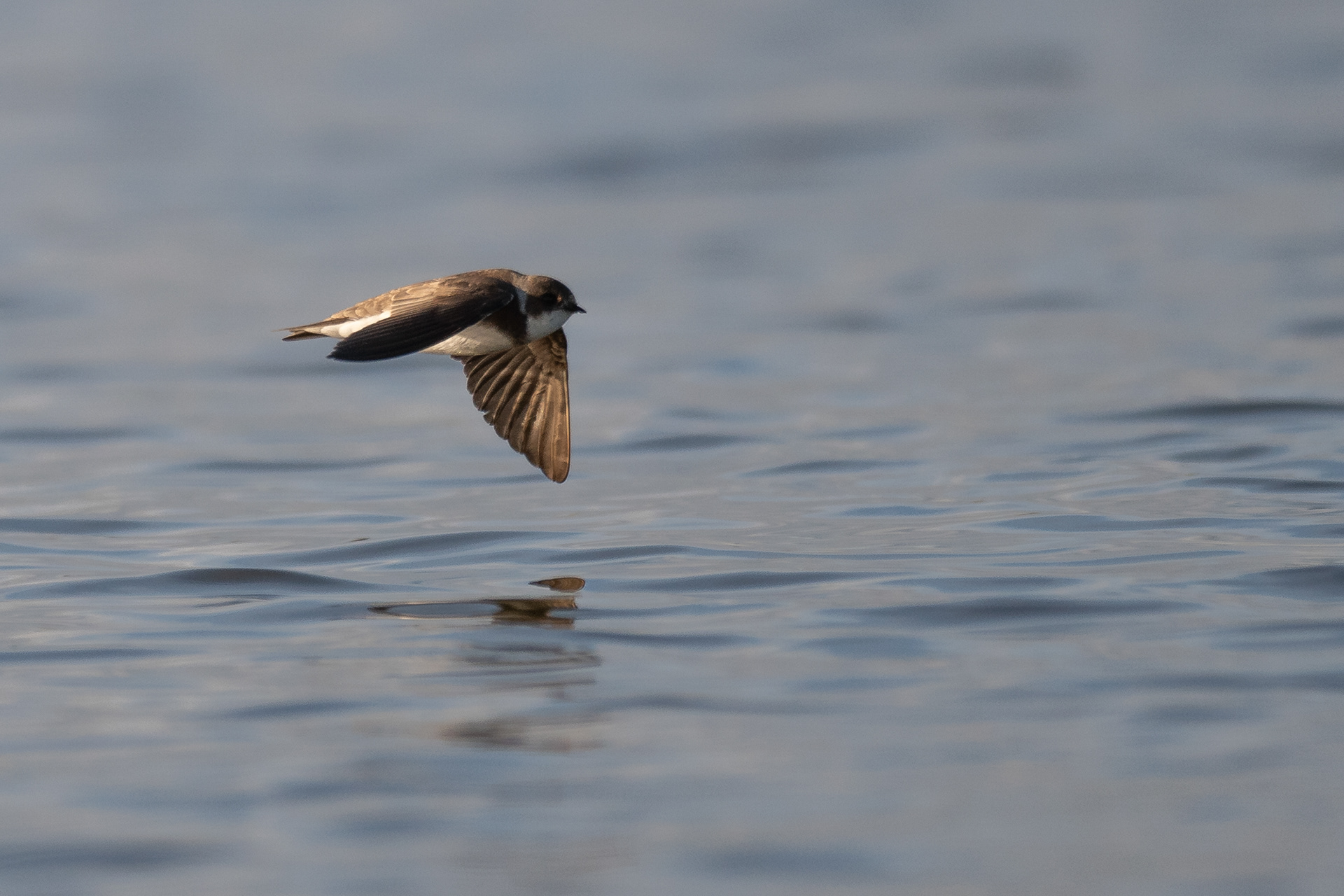 126/365 Sand Martin.