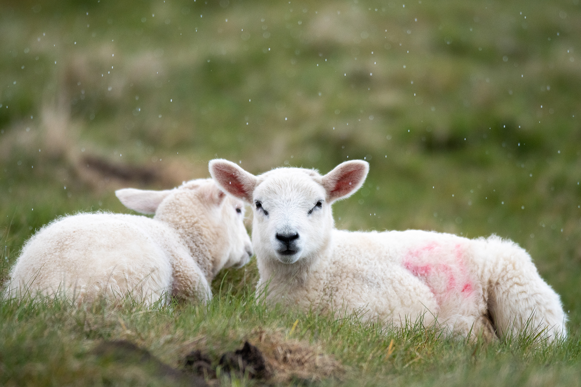 127. Bonus sheeps.