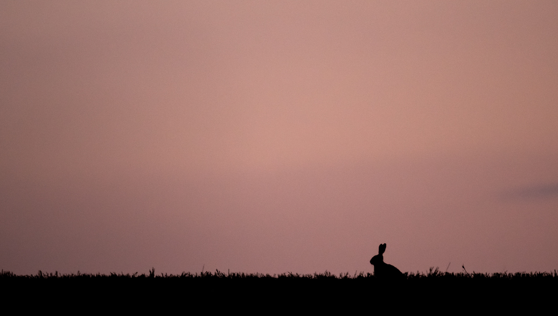 267/365 Hare.