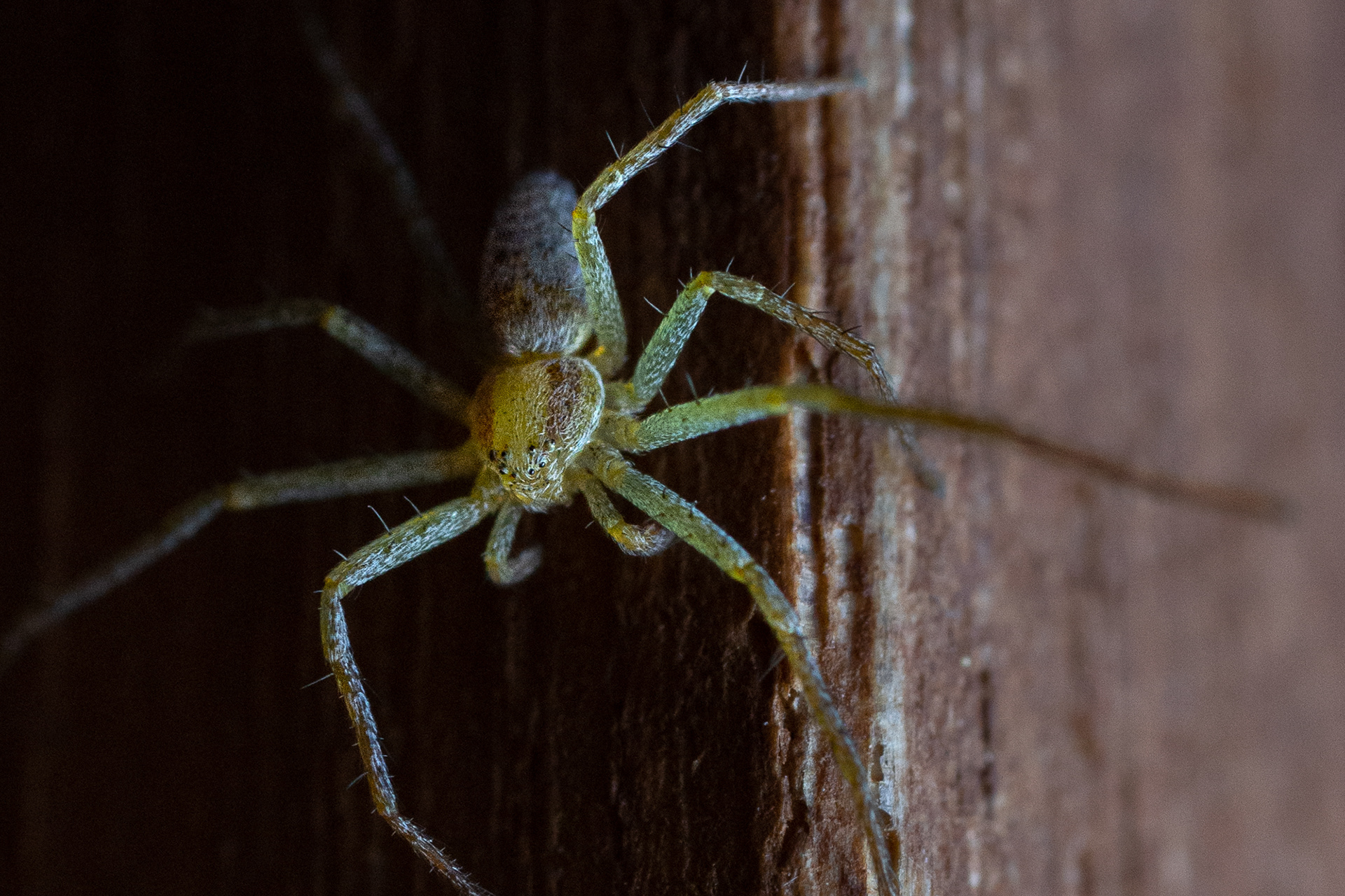 159/365 Spider.
