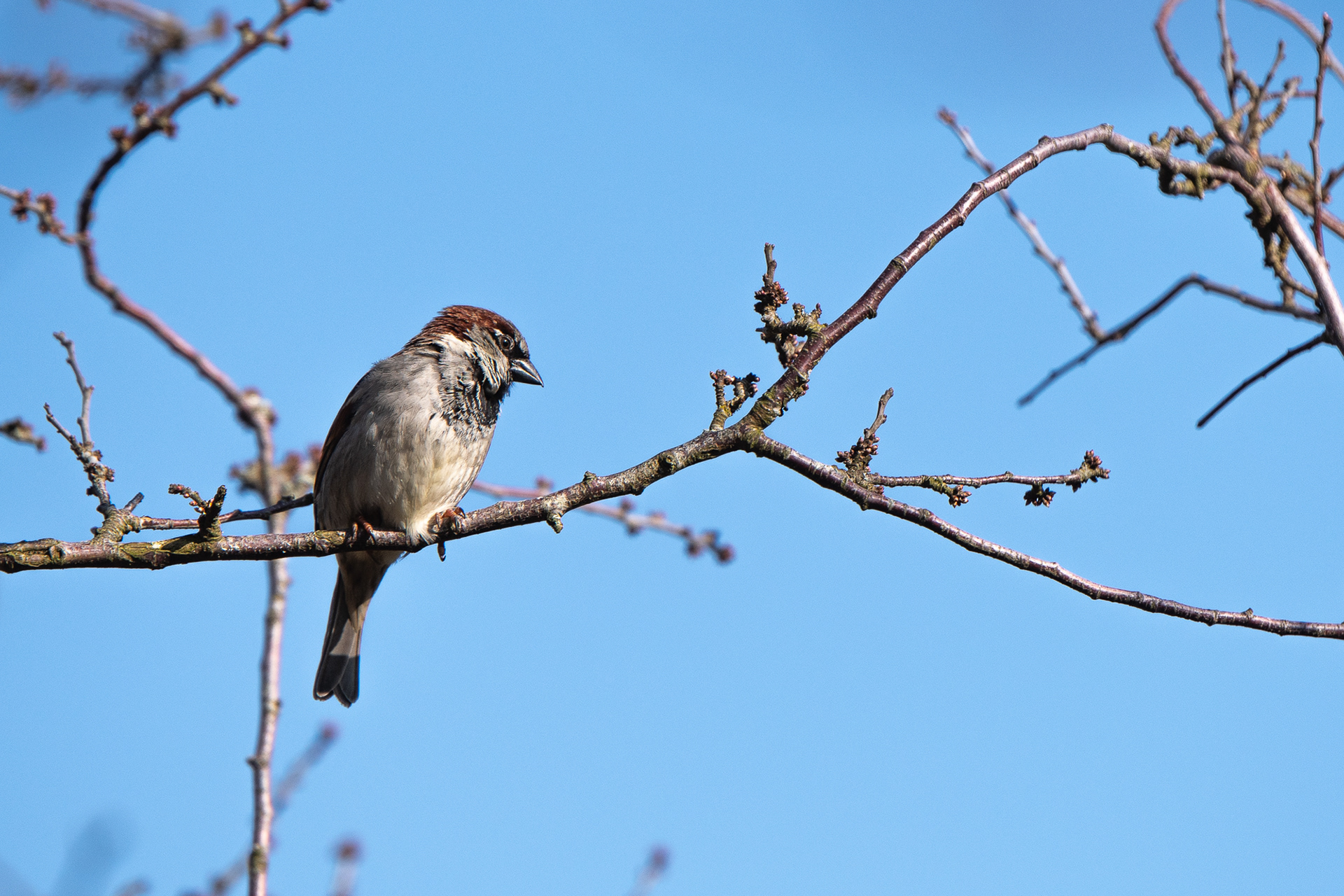 59/365 Sparrow