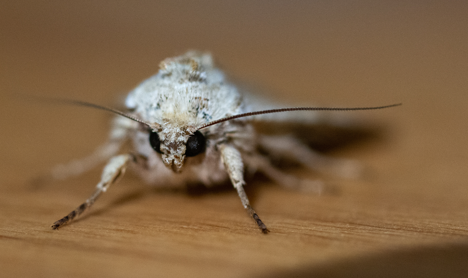 194/365 Moth.