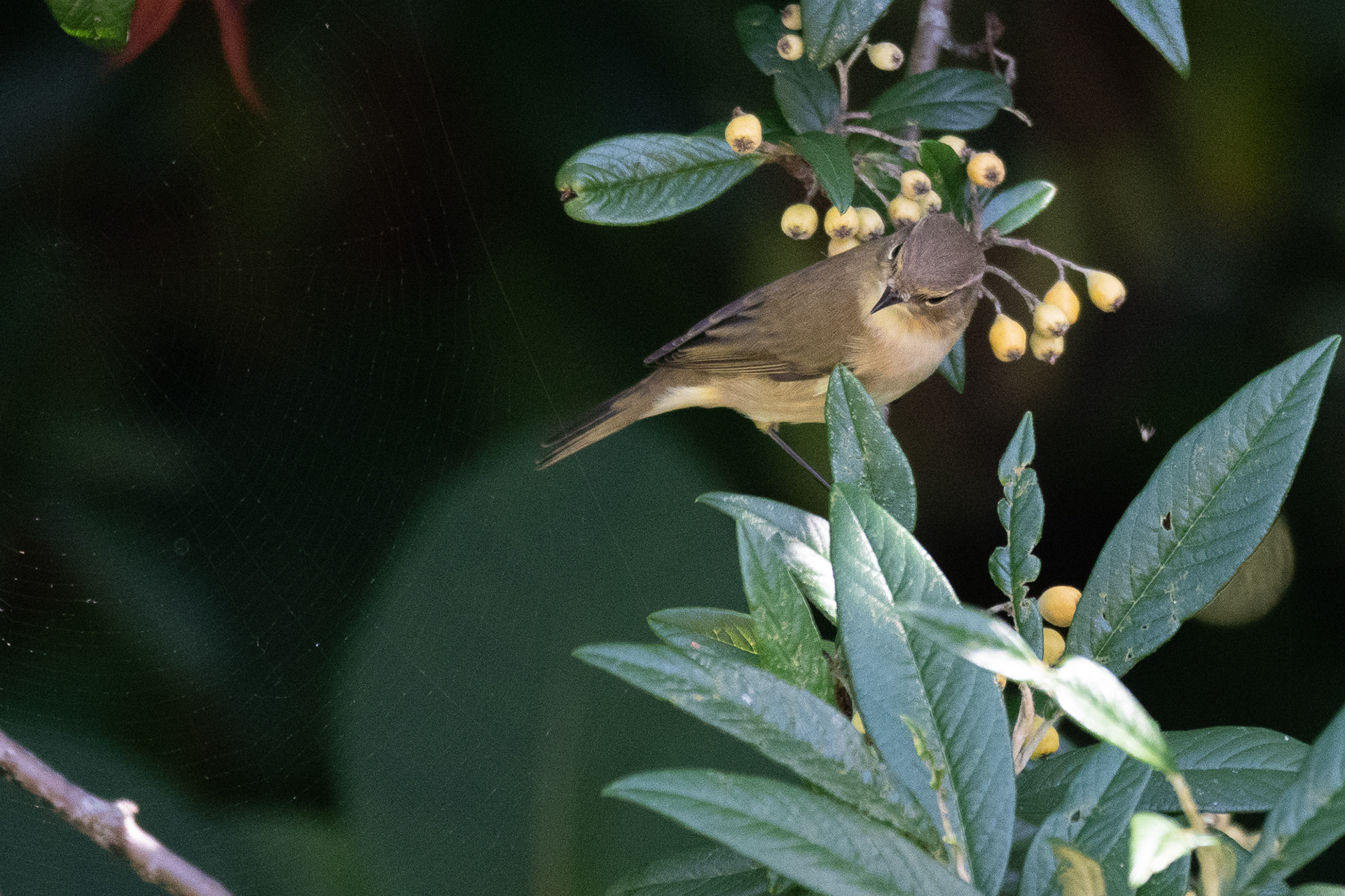 263/365 Chiffchaff.