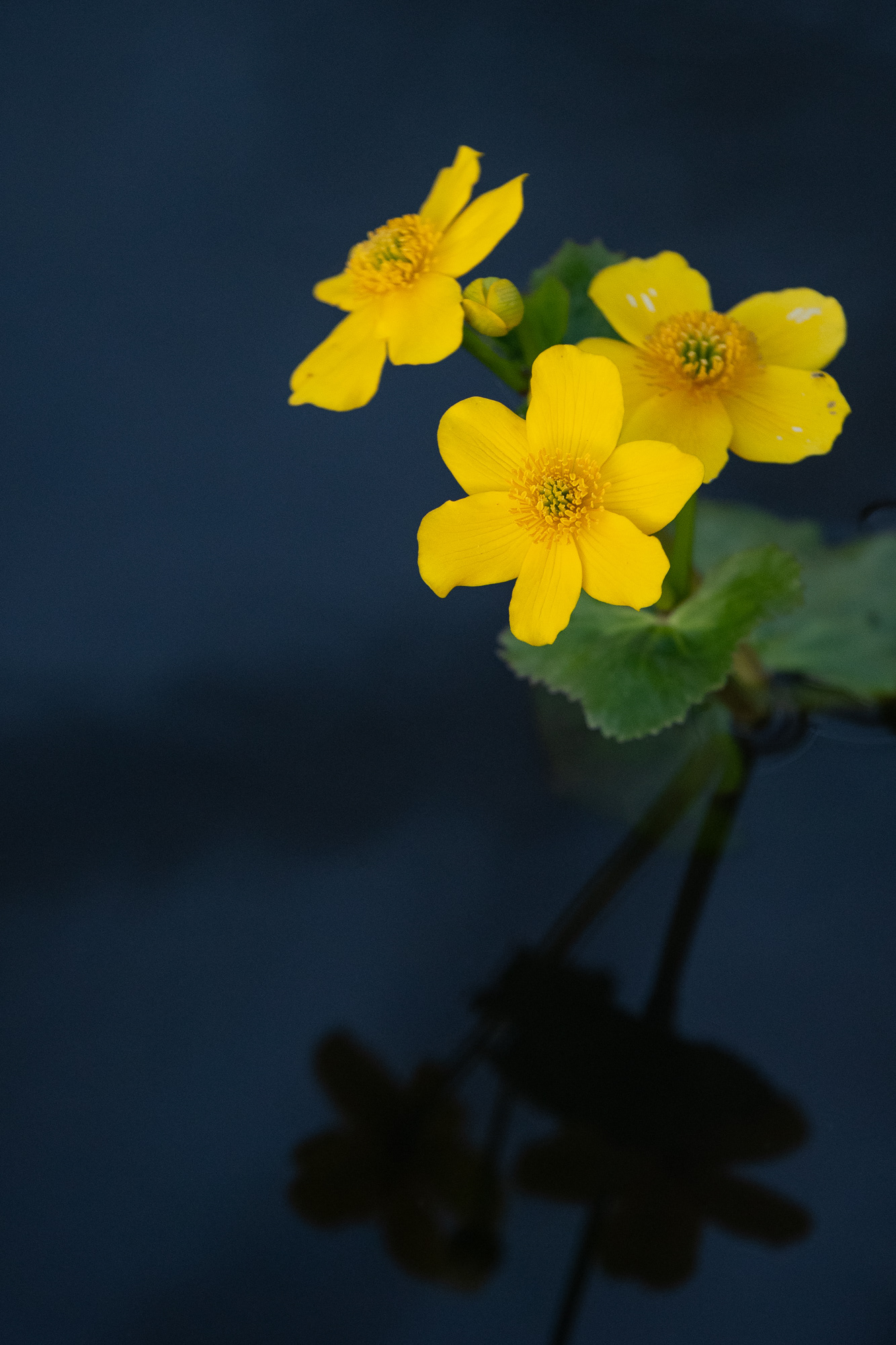 93/365 Marsh Marigold