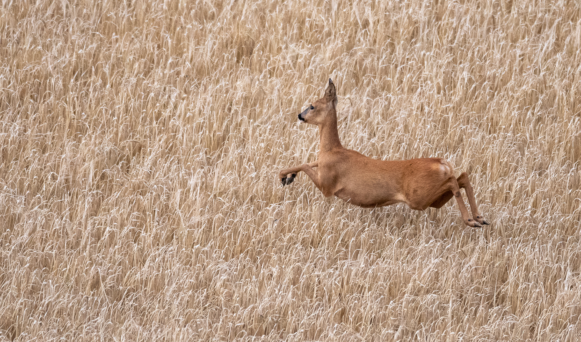 226/365 Deer leap.