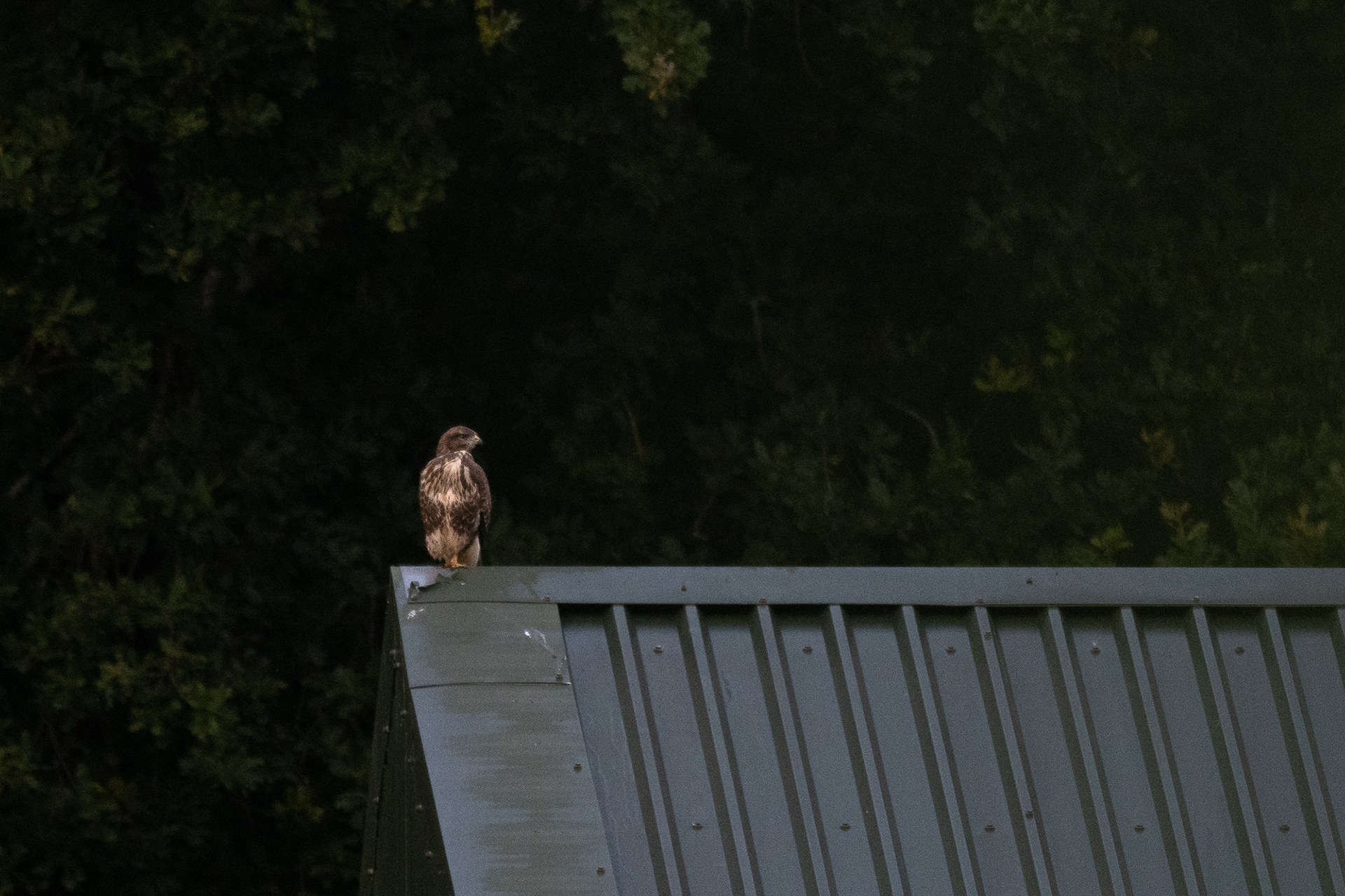 223/365 Barn Buzzard.