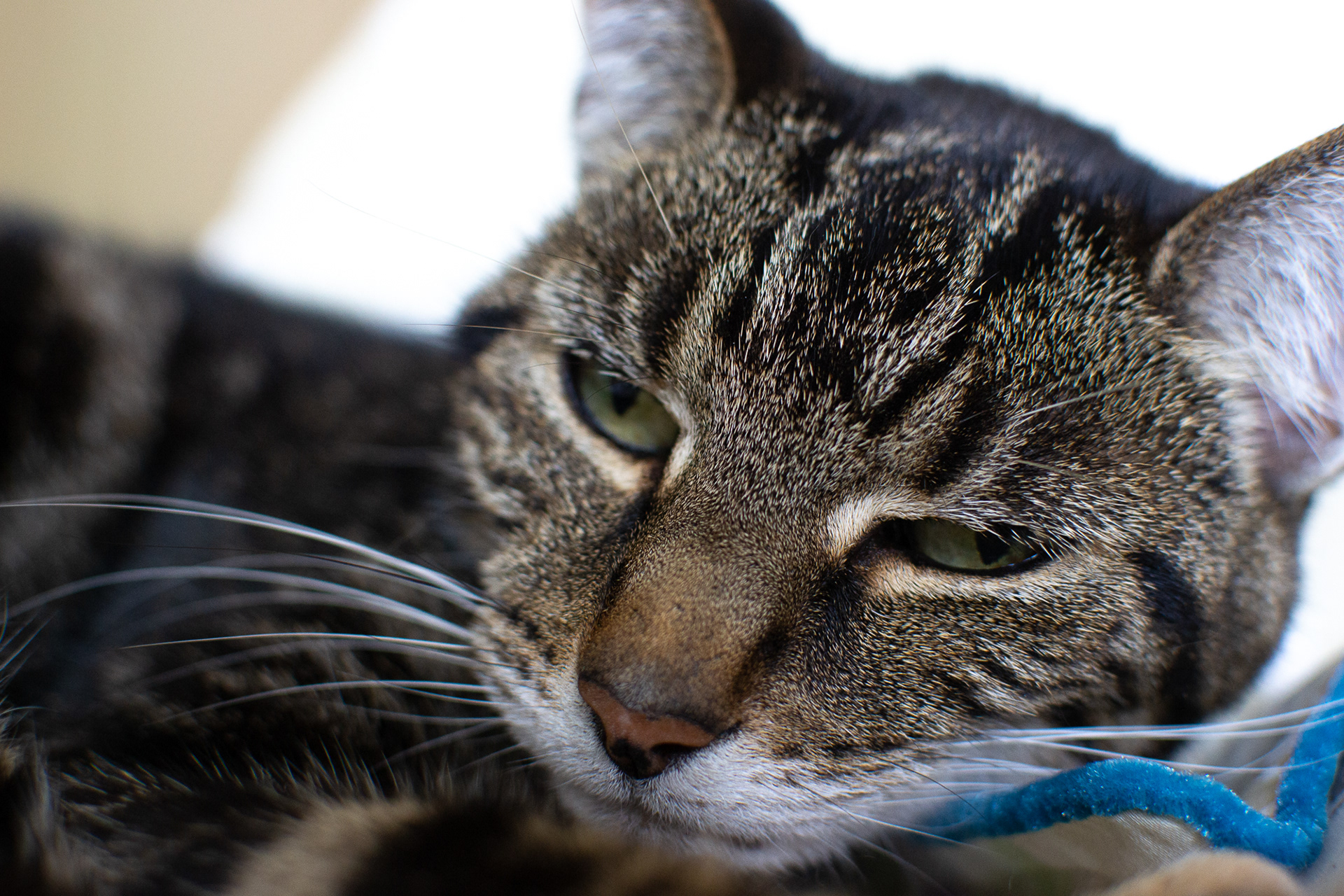 207/365 My leopard doesn't seem too keen!