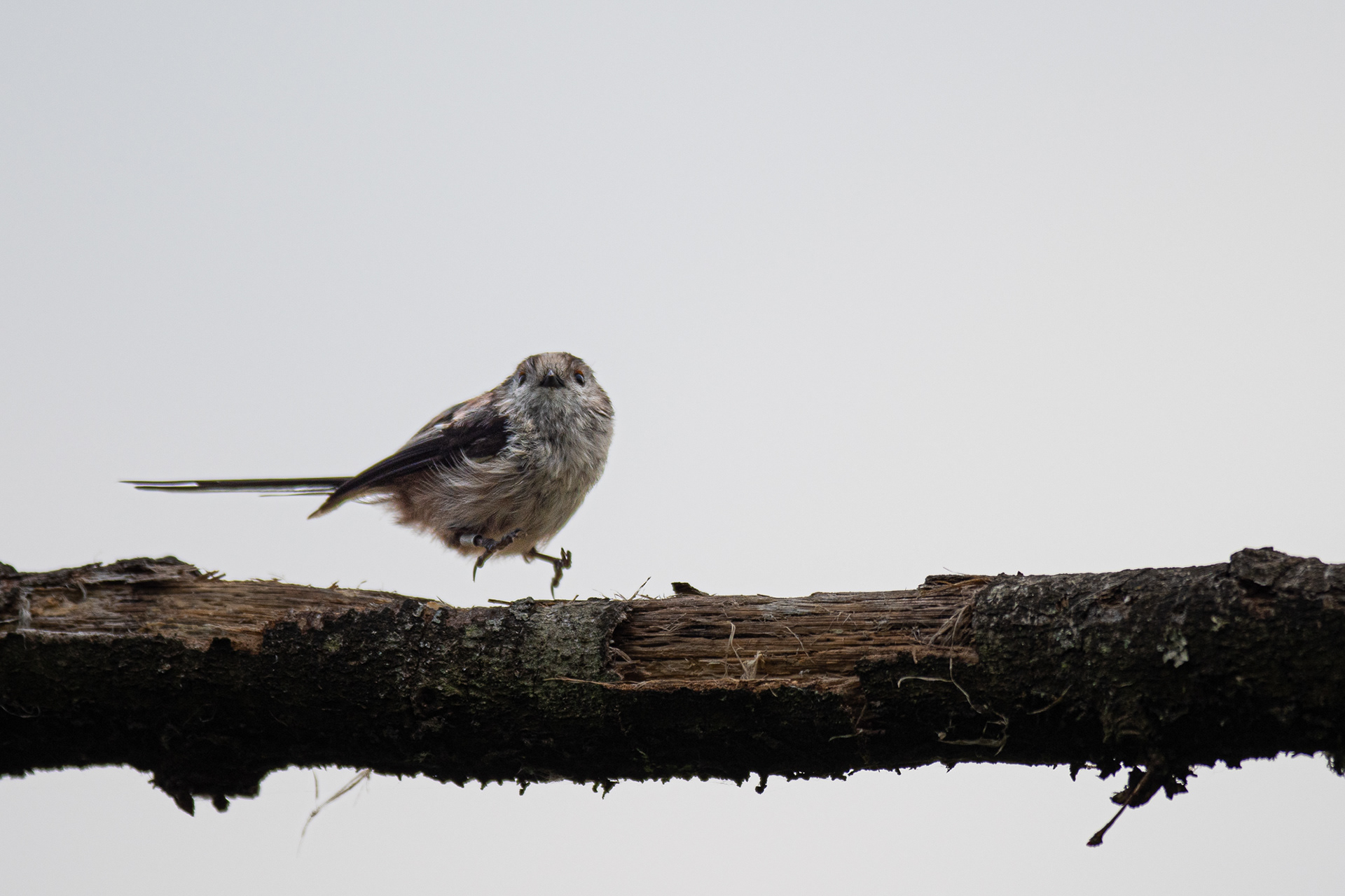 206/365 Jumping Long Tailed Tit.