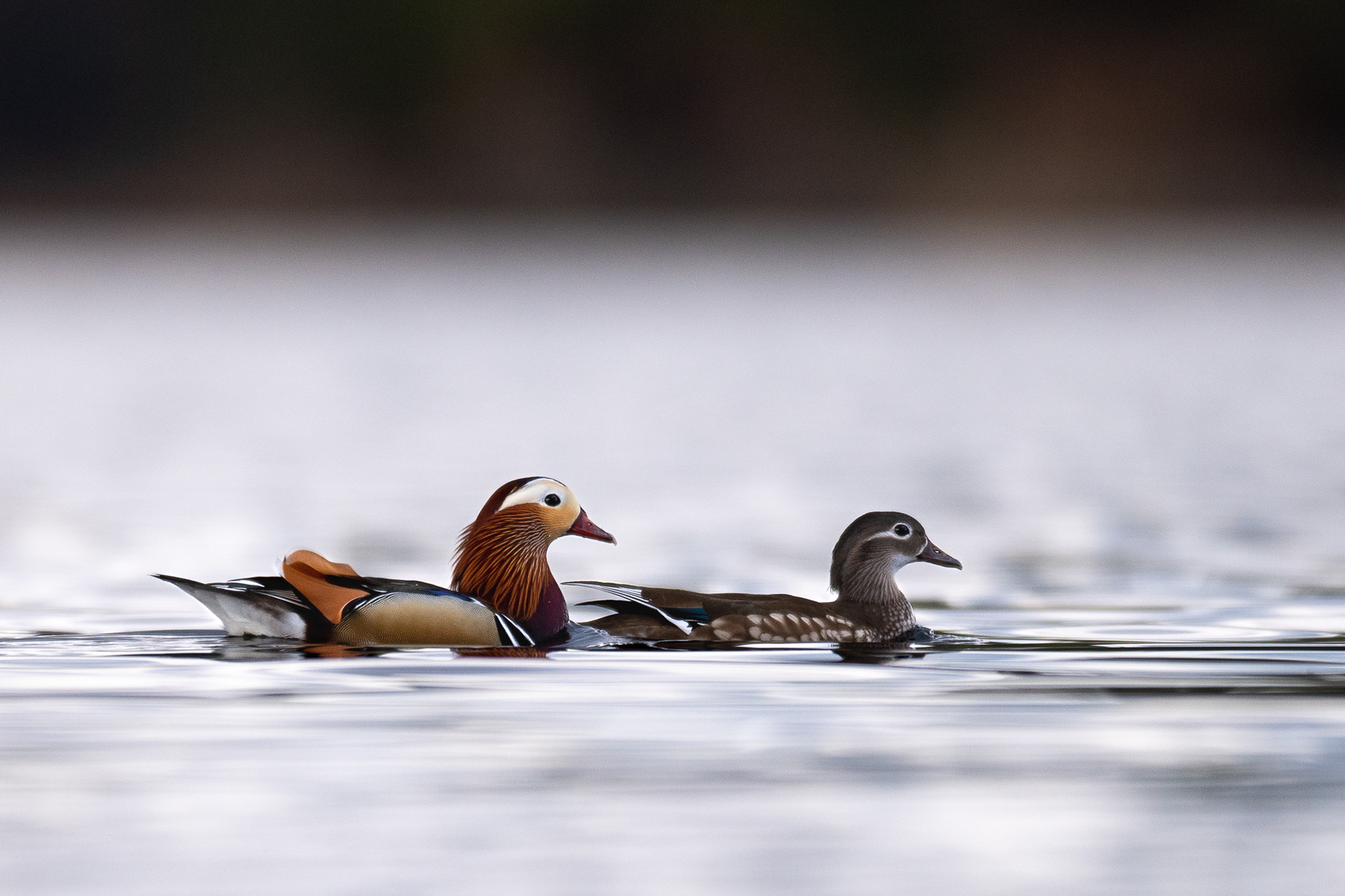 127/365 Madarin ducks.