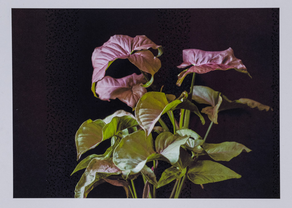 Medida 15x21cm