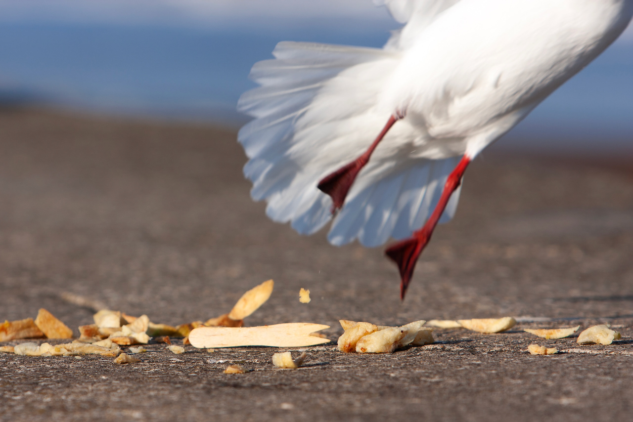 Seagull and Chips. Skegness, England