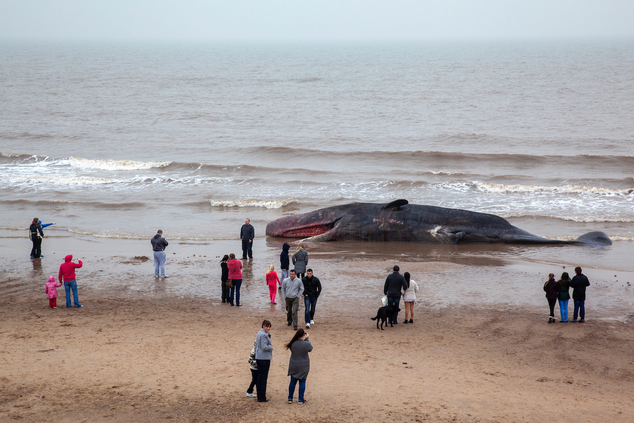Dead Sperm Whale on Skegness Beach