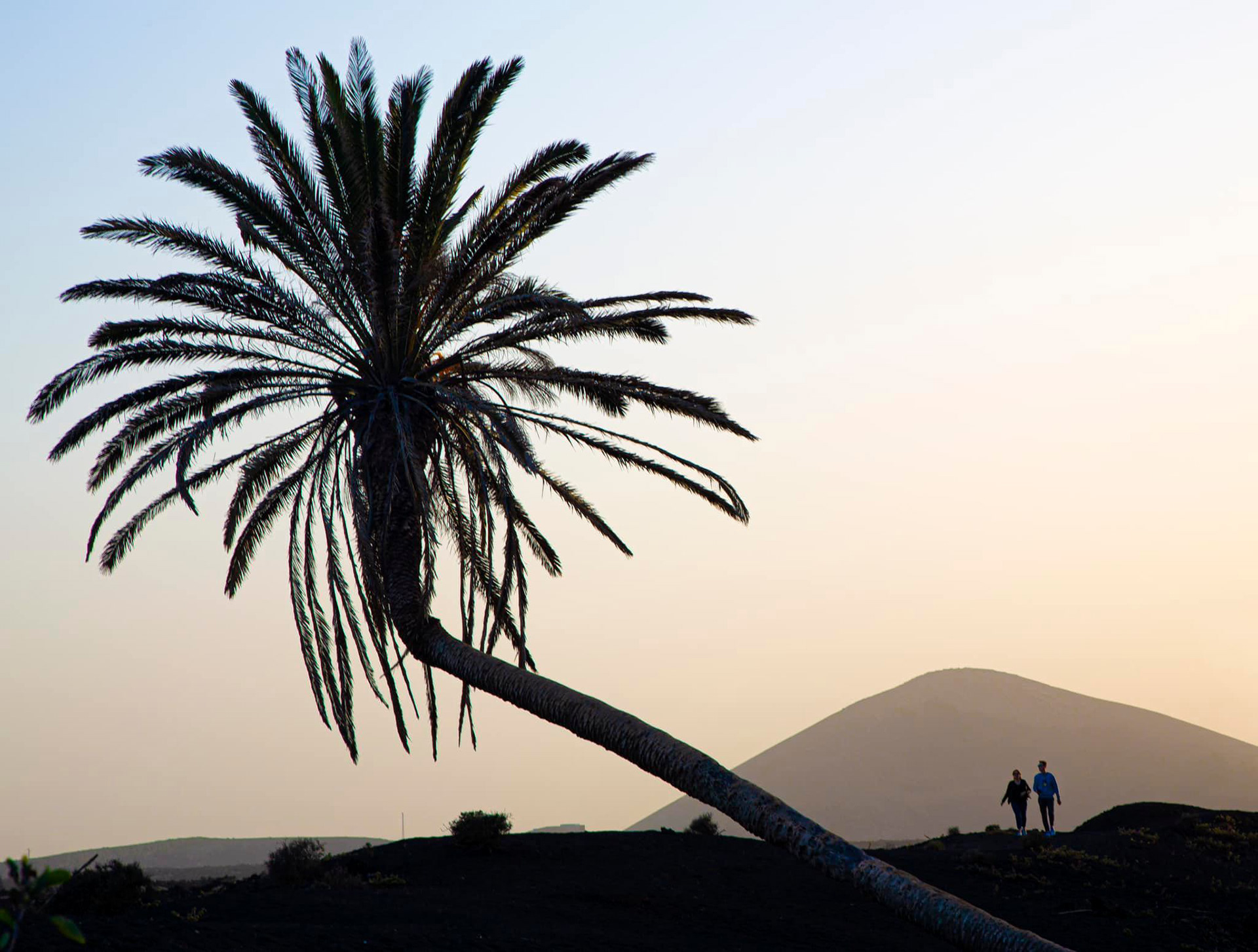 Lanzarote Palm Tree cut down by vandals
