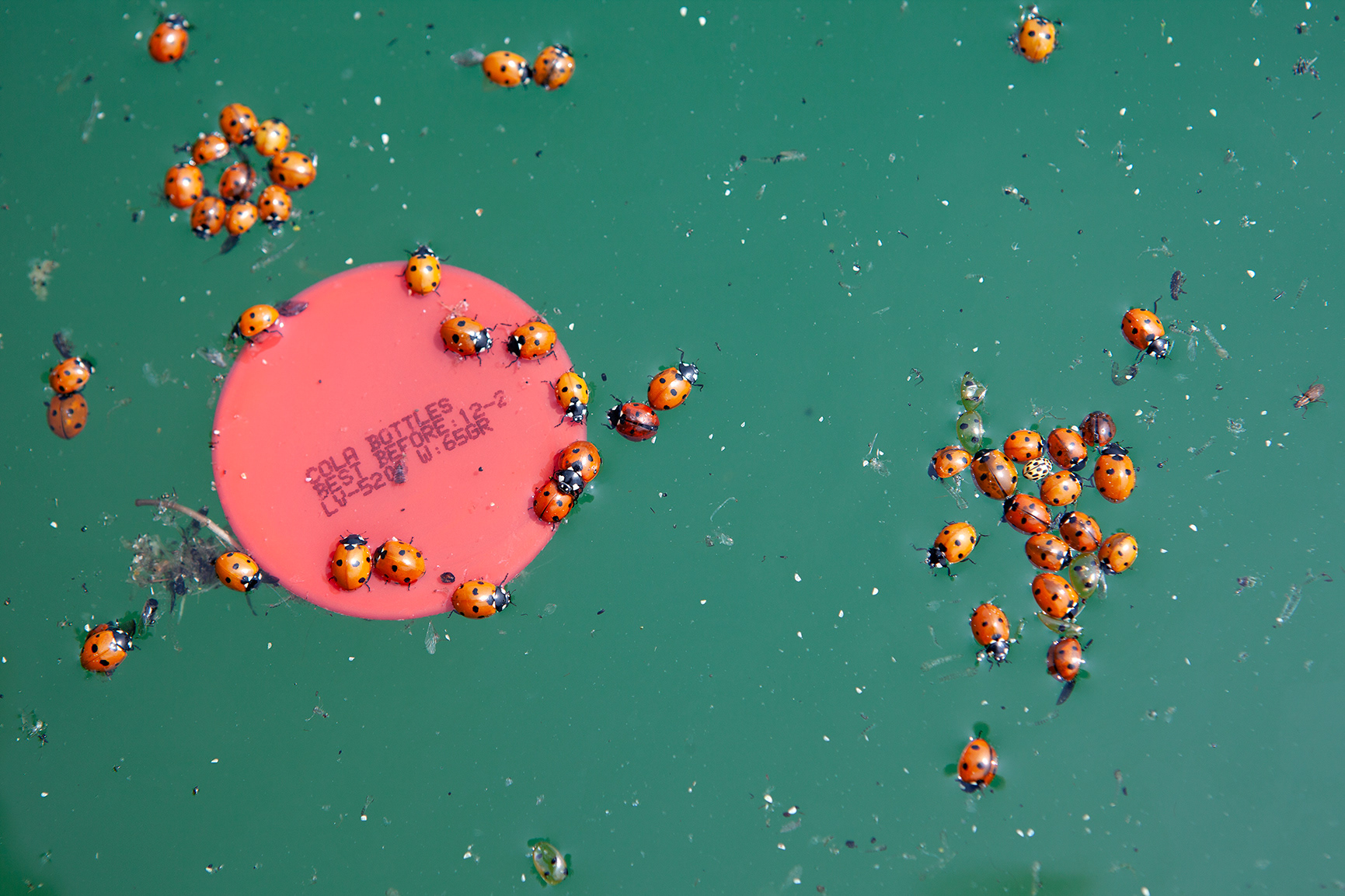 Woman's Institute (Lagoon East Hide)