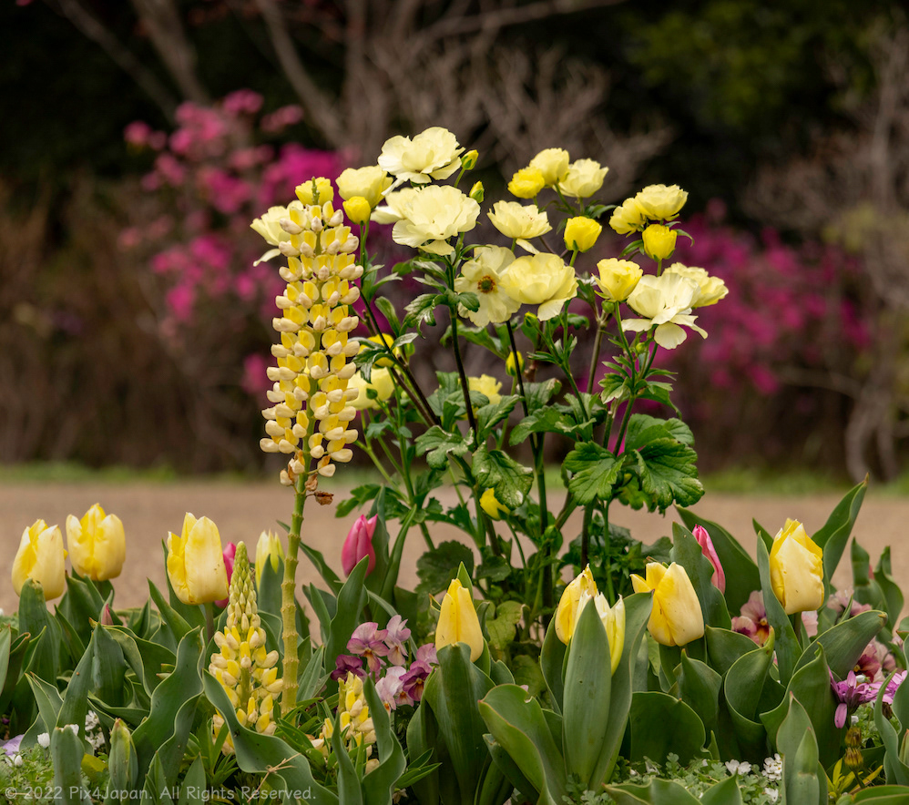White California Poppy and Lupine Rainbow Flowers
