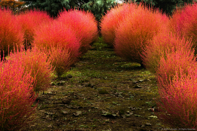Summer Cypress