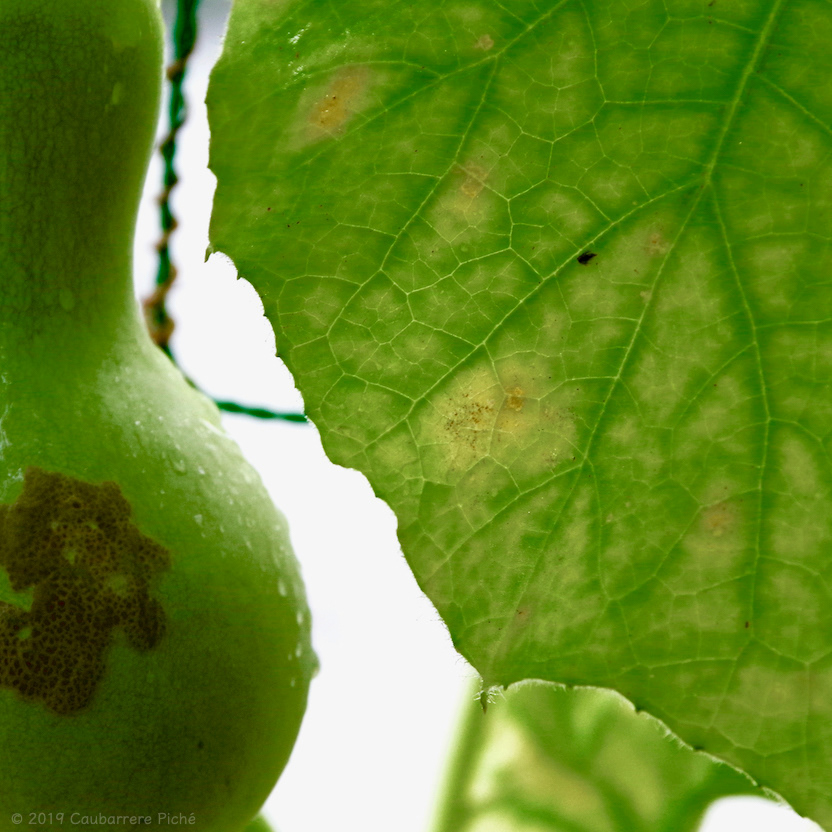 Bottle Gourd