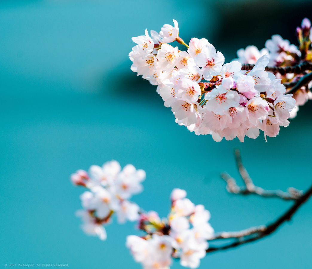 Pink and Aqua Blue