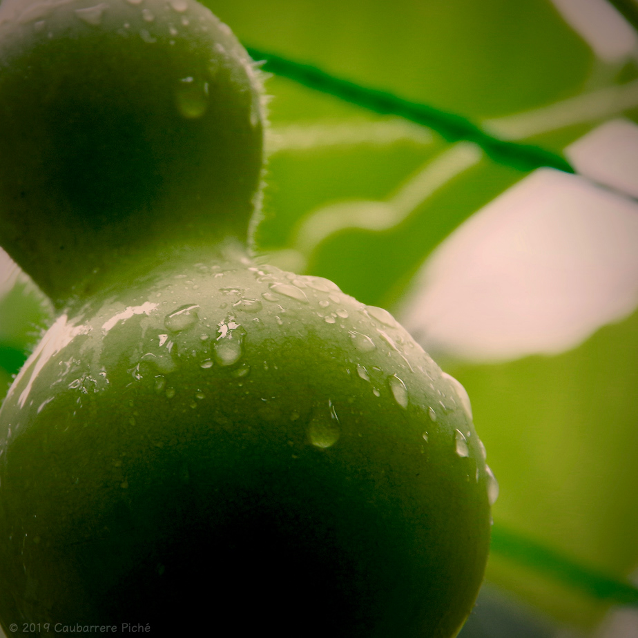 Bottle Gourd
