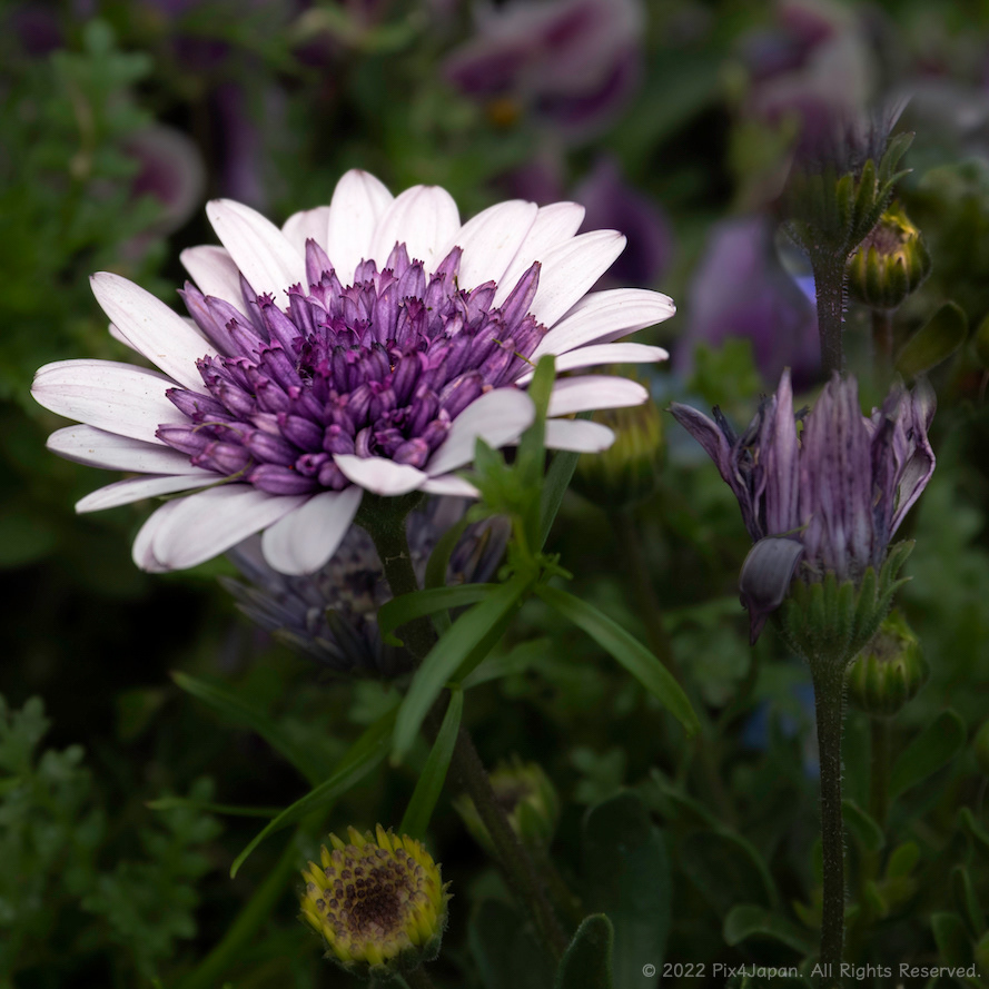 Osteospermum “4D Violet Ice” (African Daisy)